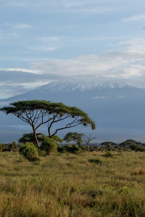 A giraffe standing on top of a lush green field