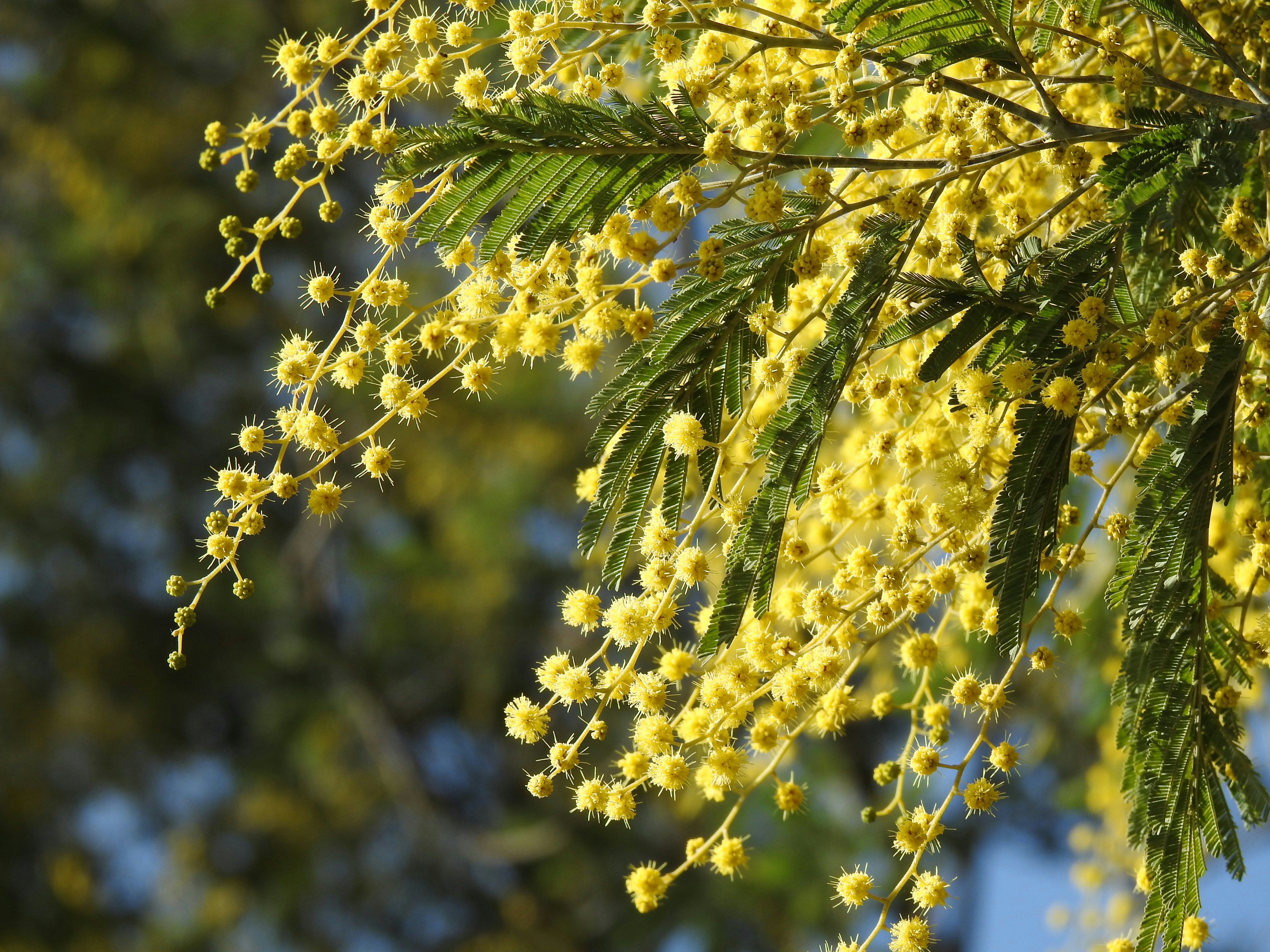 Photo by aditipanatu95