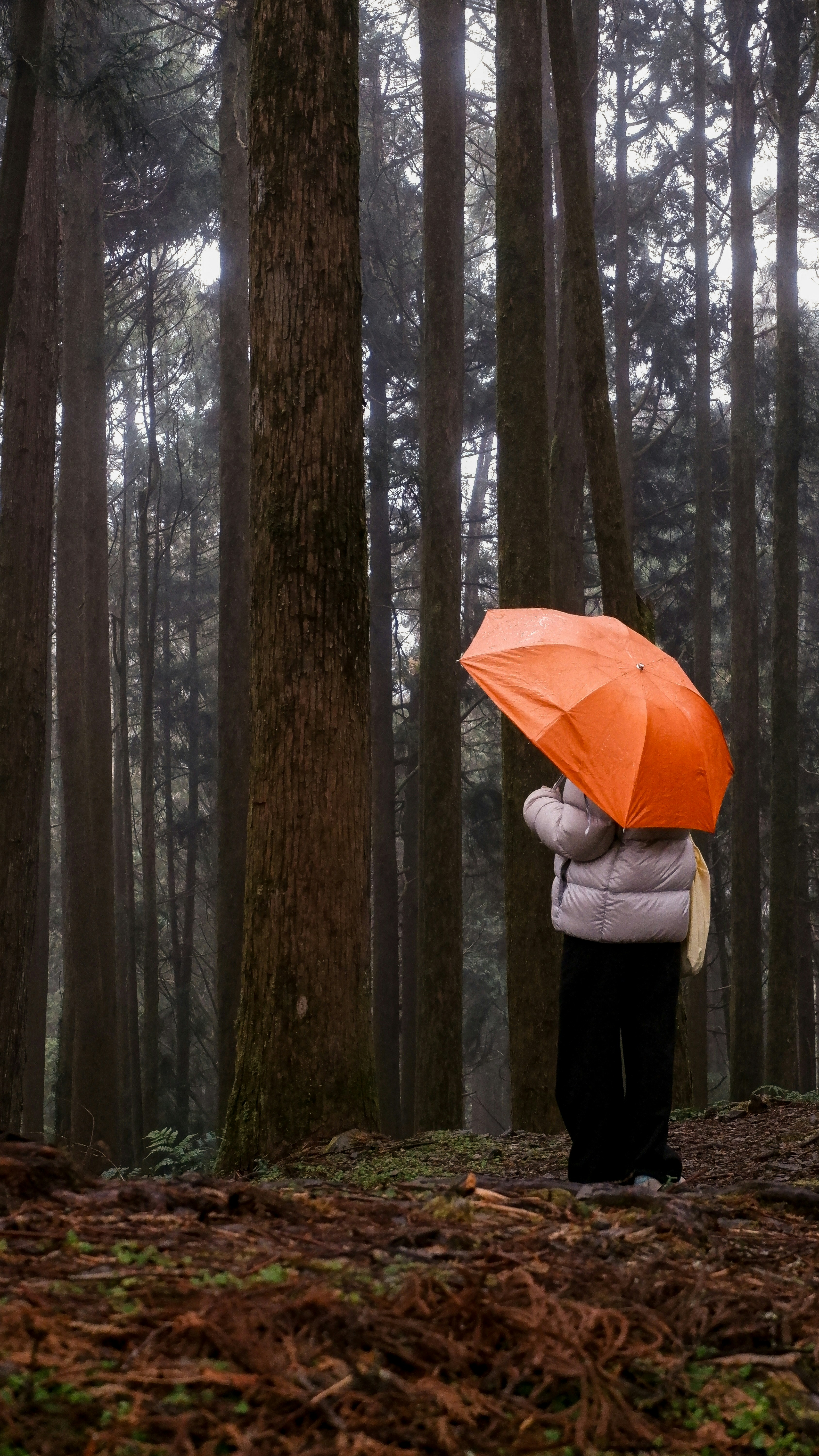 Photo by ryohariantoo