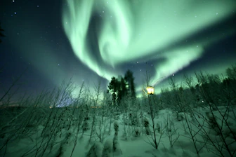 A green aurora bore over a forest at night