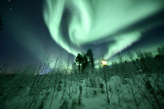 A green aurora bore over a forest at night