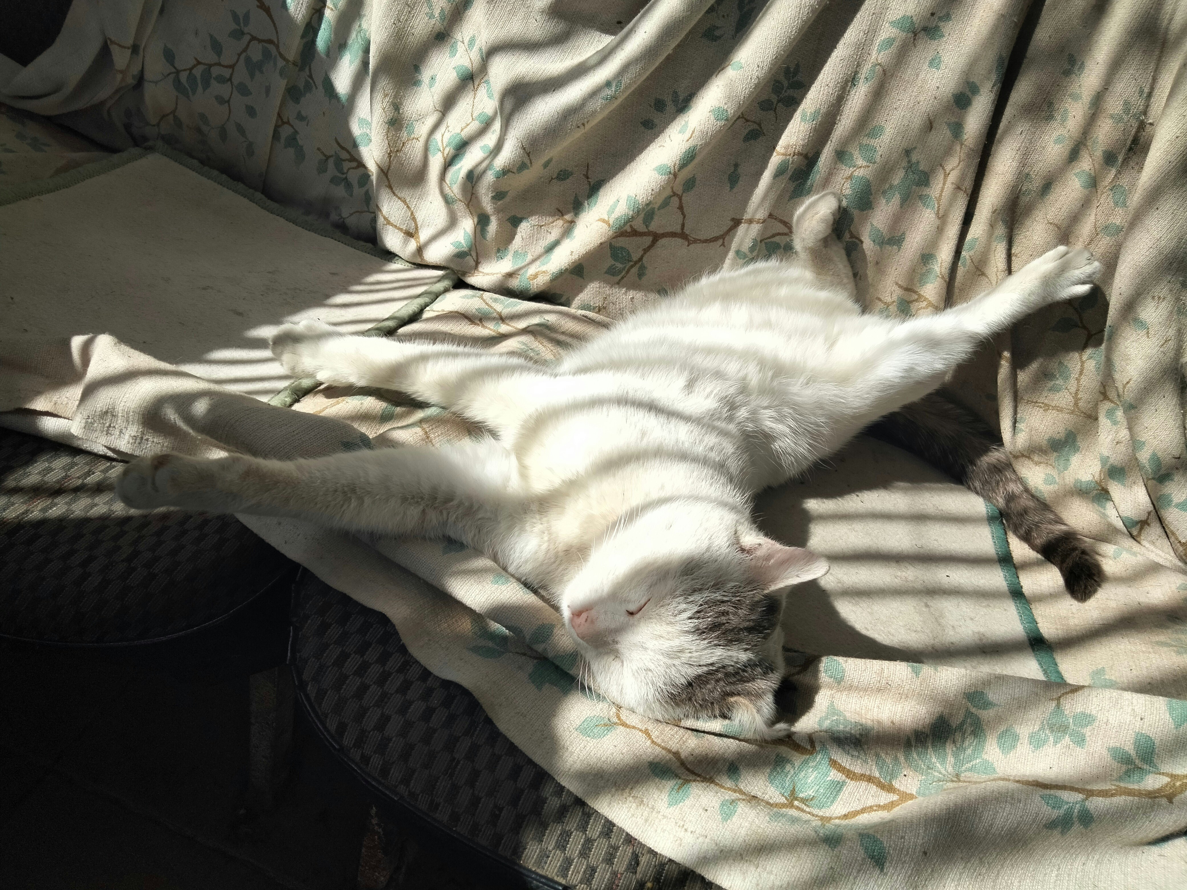 A white cat laying on top of a couch covered in a blanket