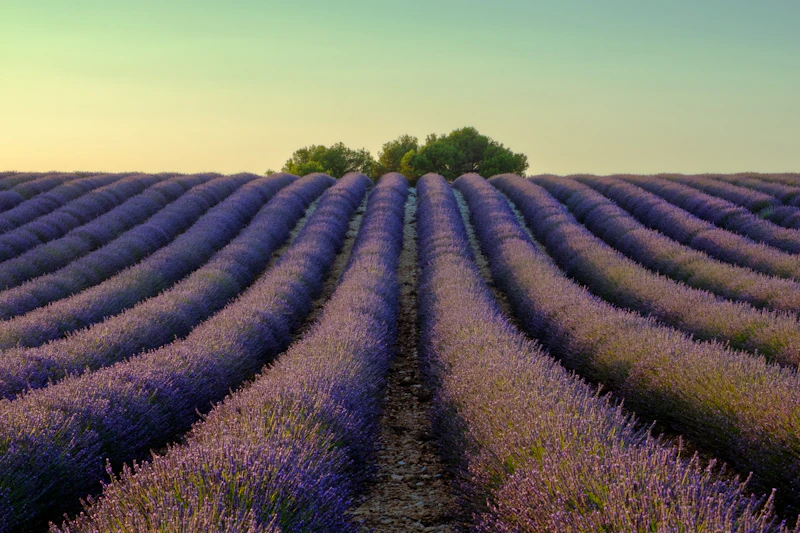 Jasmine — sourcing and production process