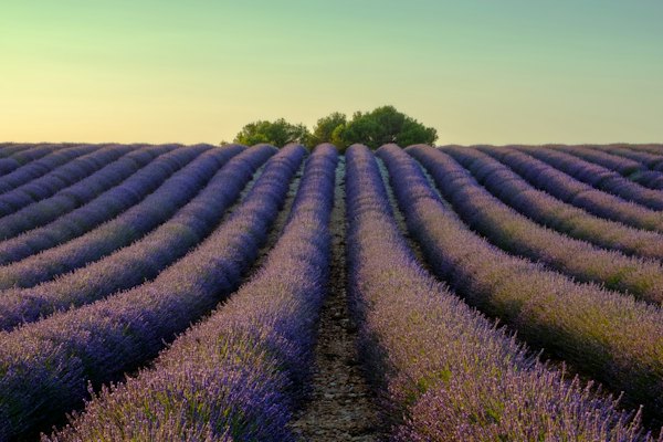 A lavender field with a lone tree in the middle — Provence, France