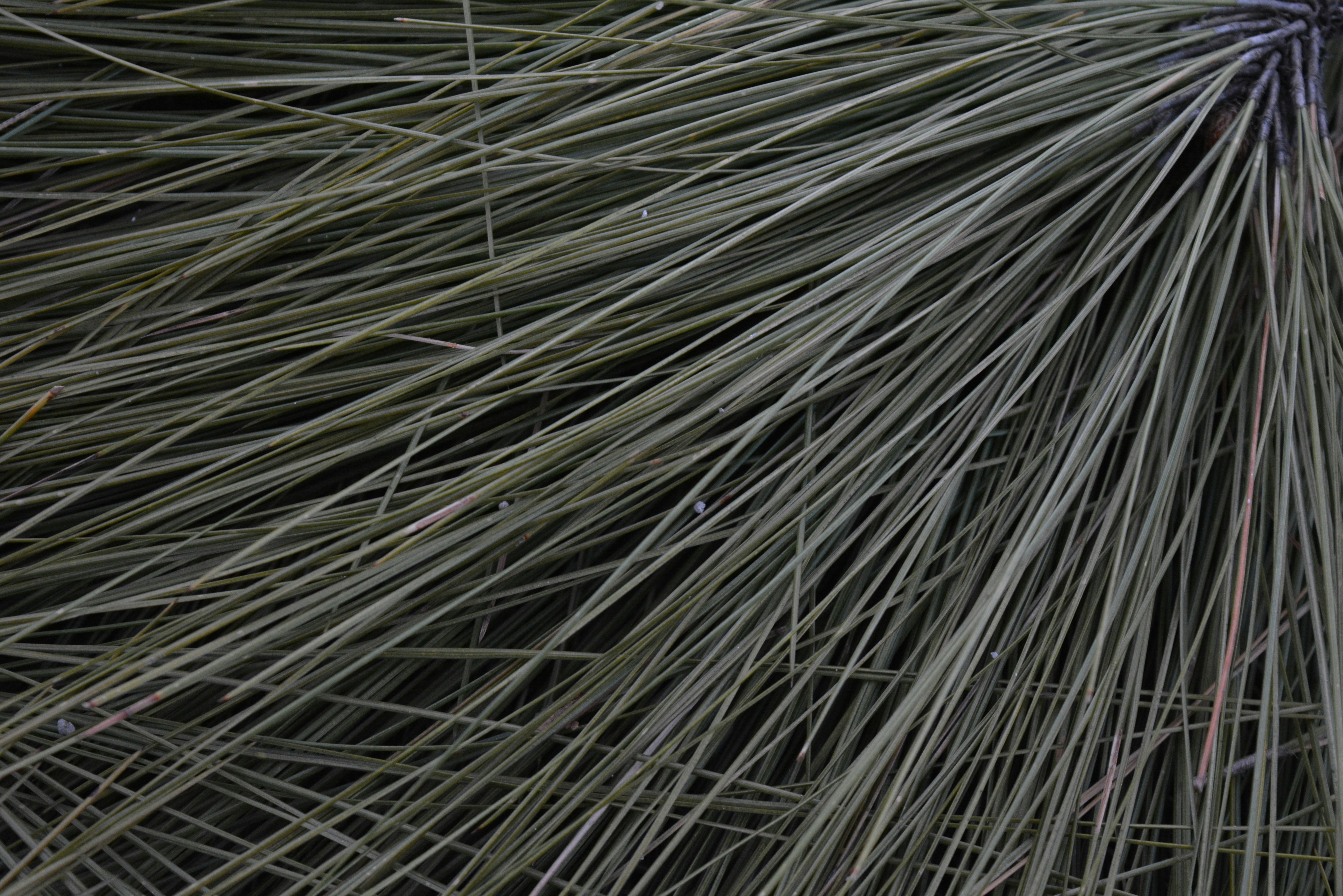 Photo by shadowframesin