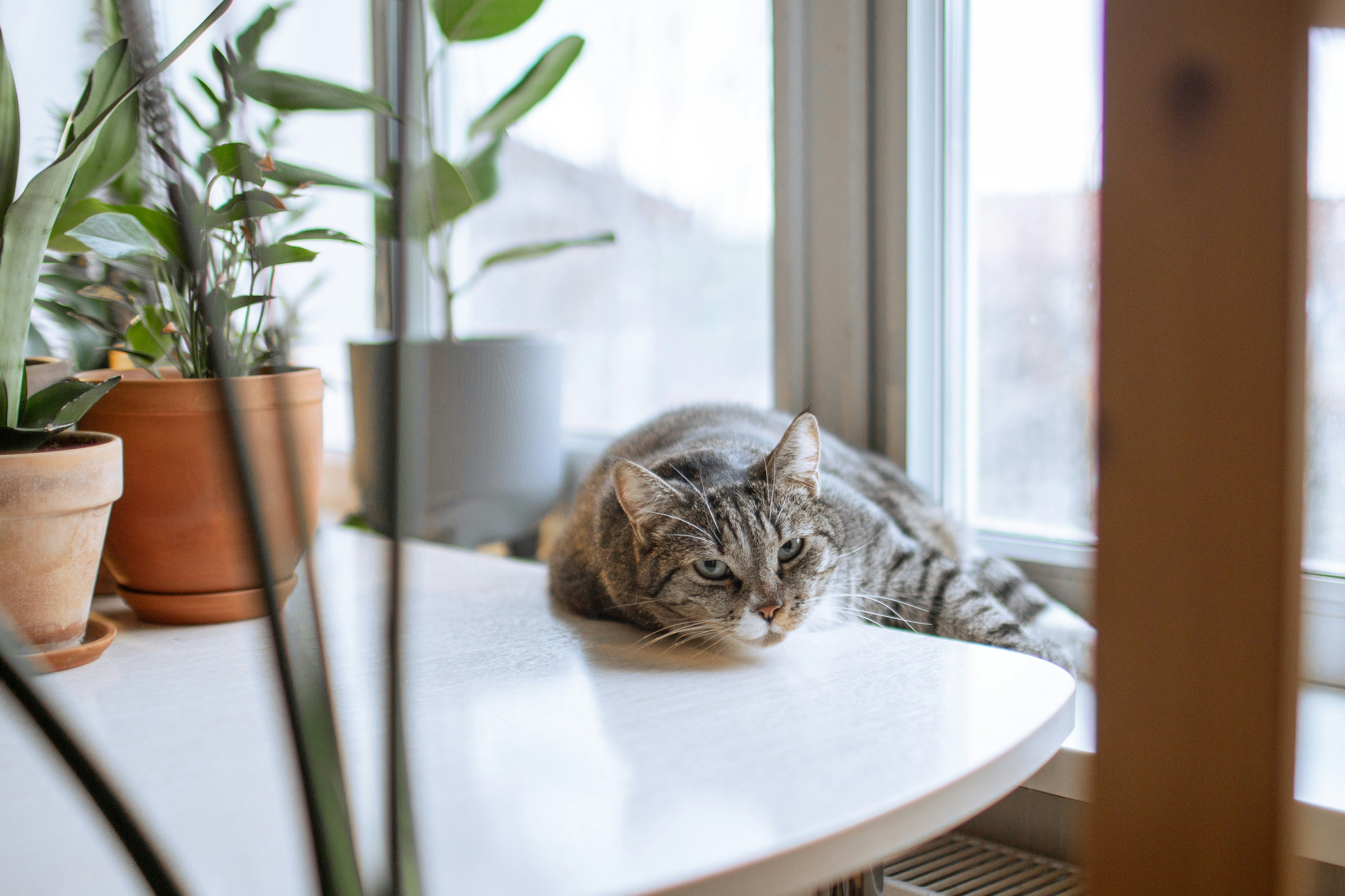 A cat laying on a table next to a potted plant