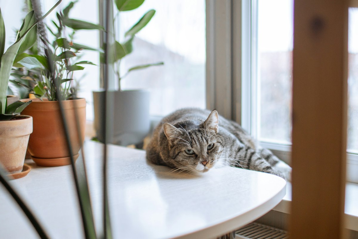 アグラオネマは猫に危険？毒性と安全な置き方