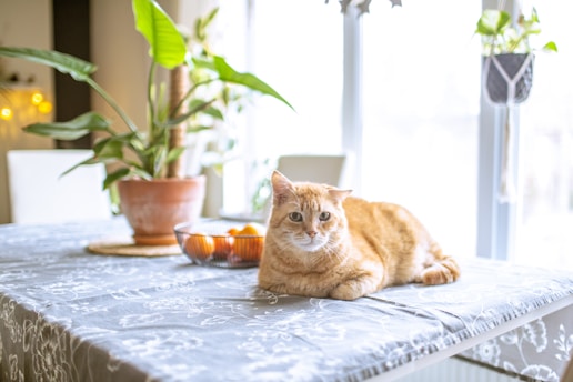 A cat laying on a table next to a potted plant
