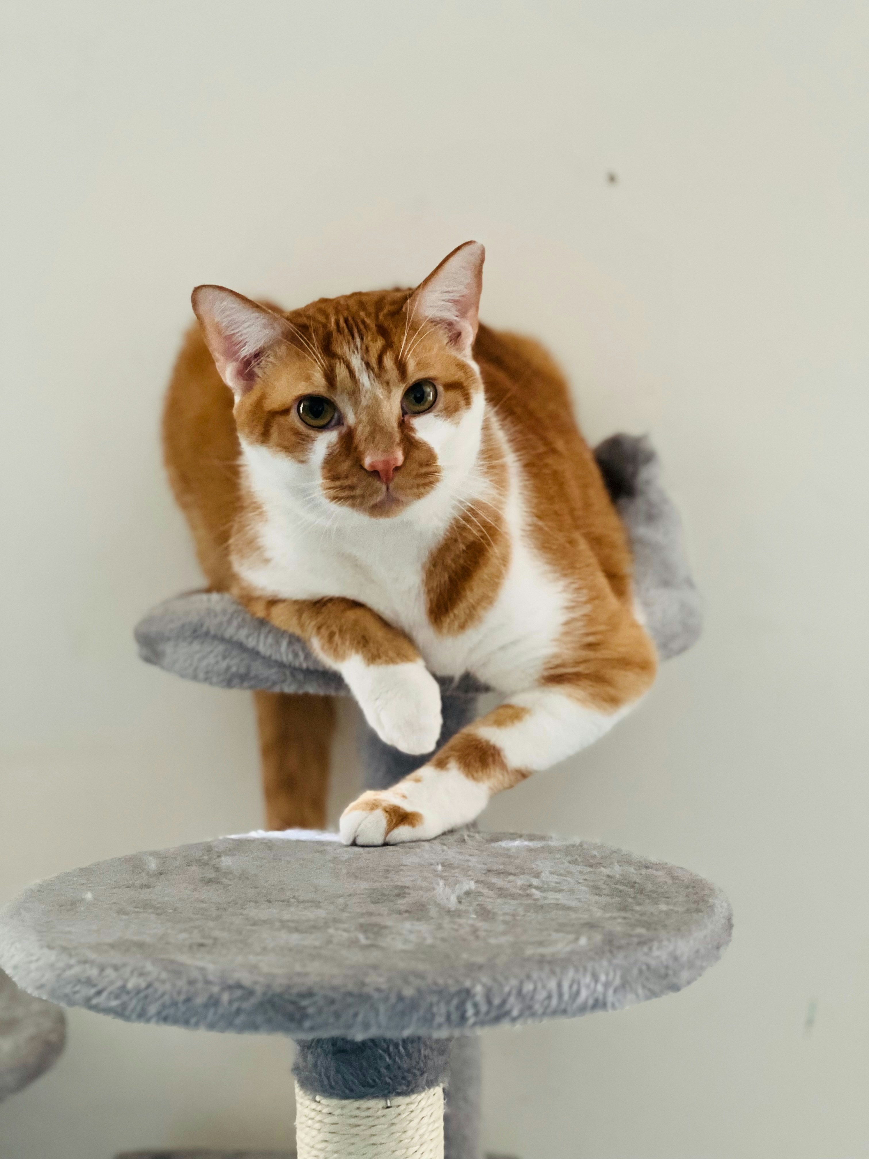 The Signature Cat Stare (image credits: unsplash)