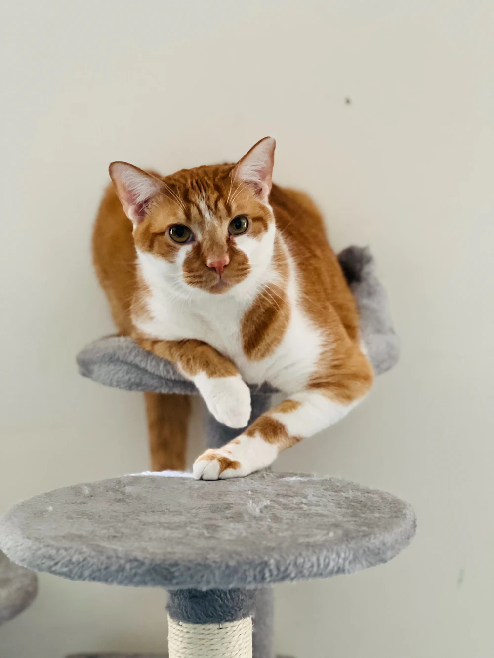 Kedi Tırmalama Ağacı
