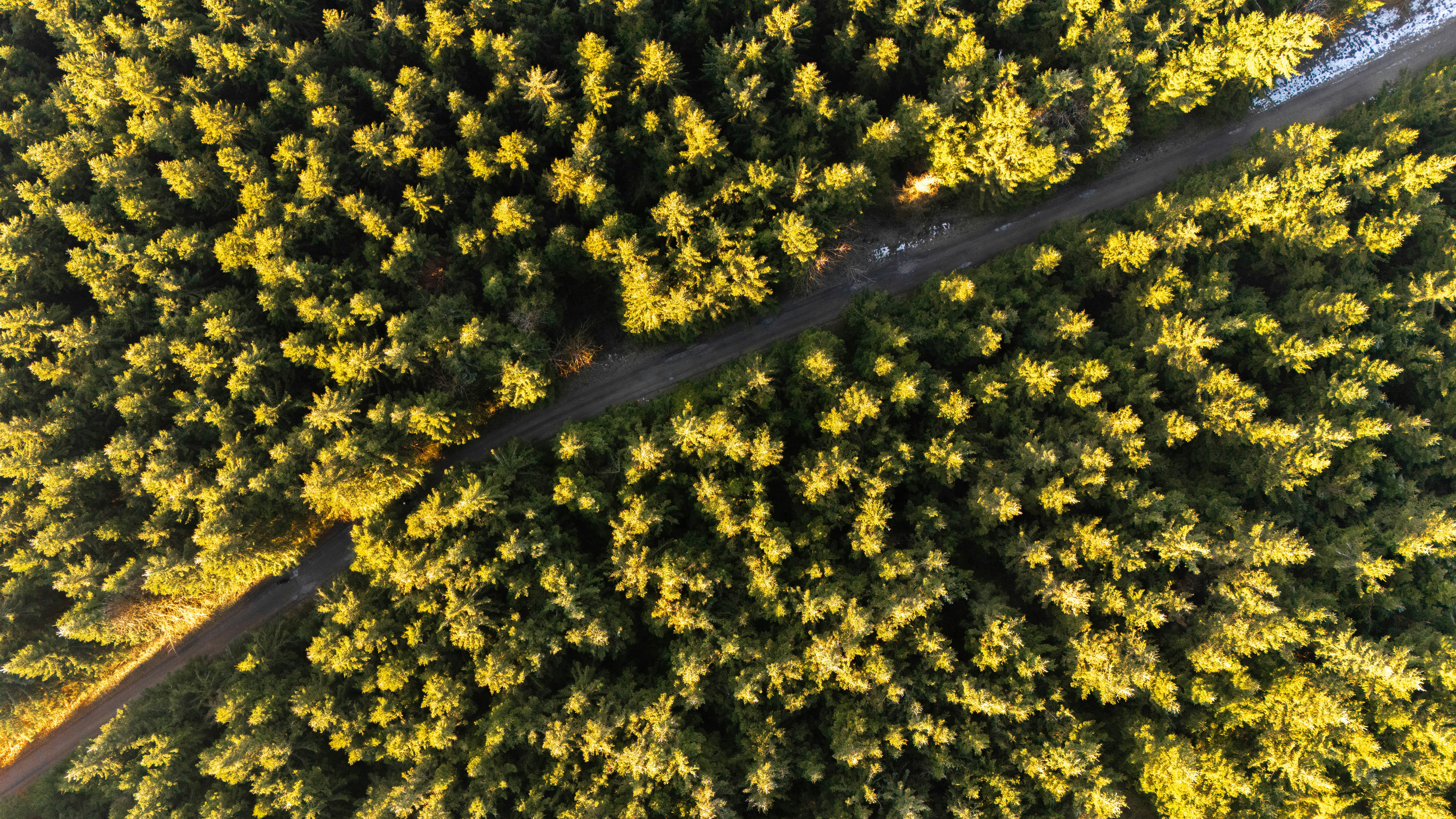 A bird's eye view of a road and trees