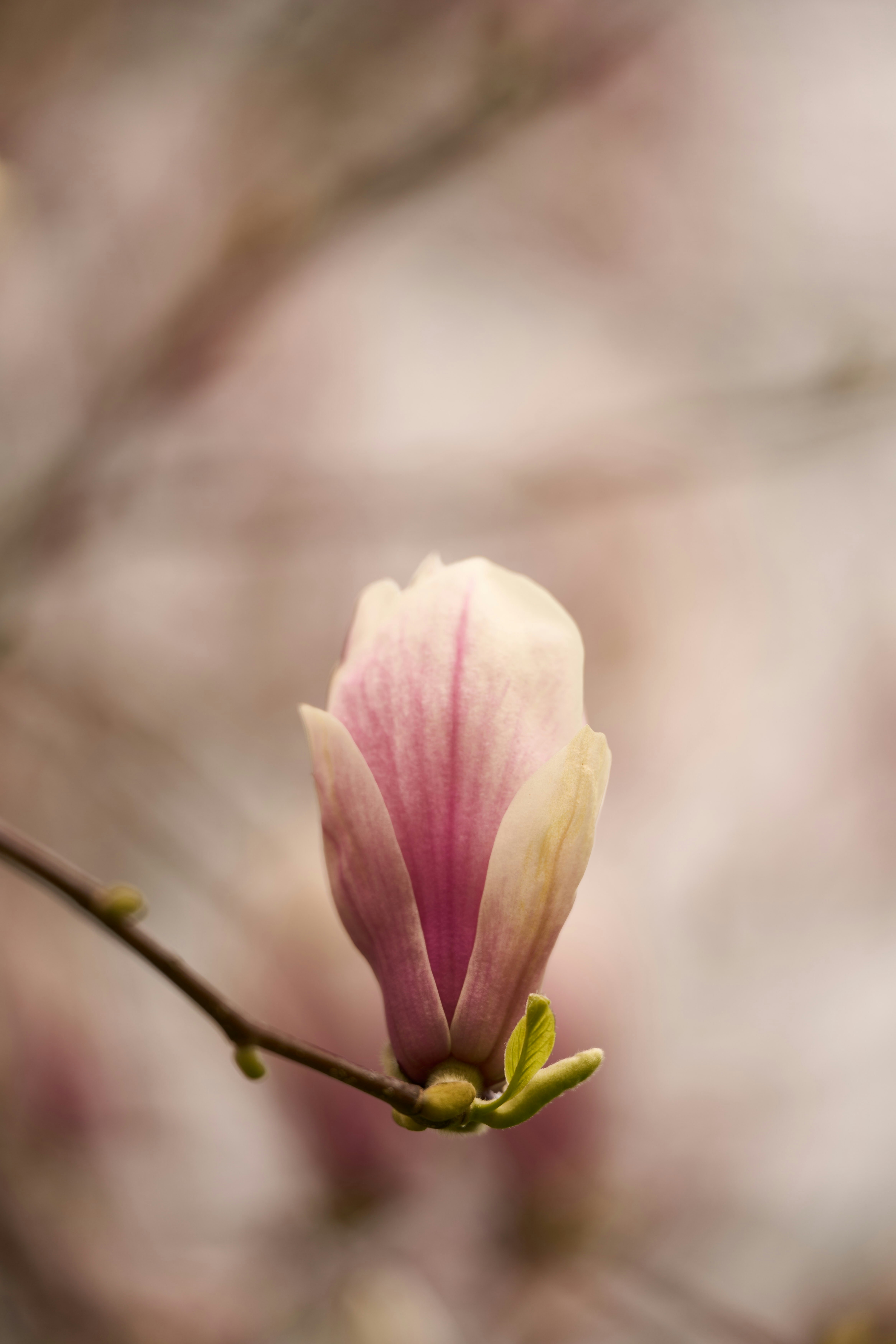 Photo by wolfgang_hasselmann