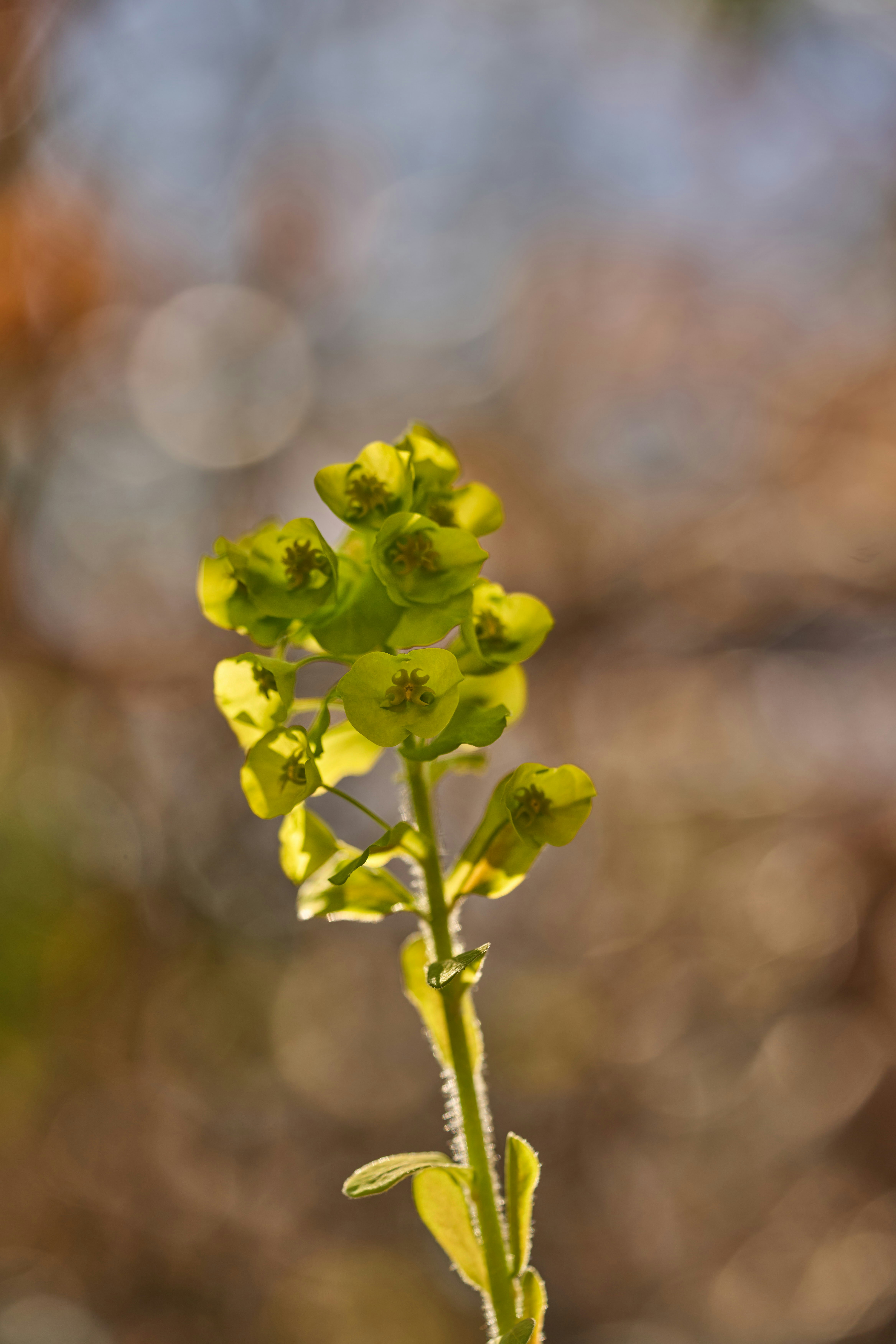 Photo by wolfgang_hasselmann