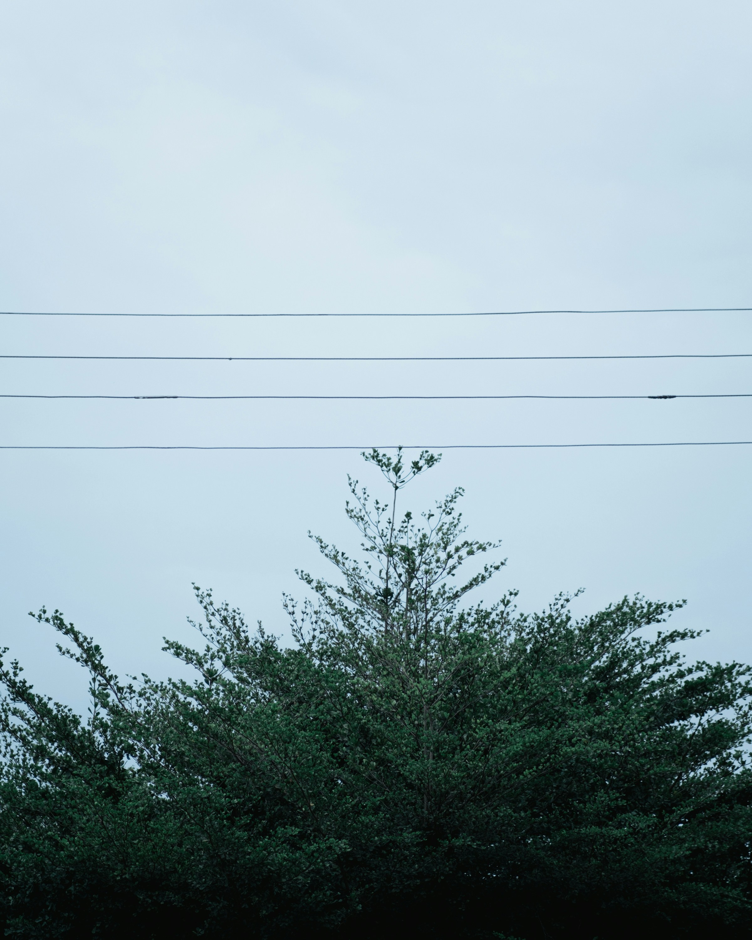 A stop sign on a pole in front of a tree