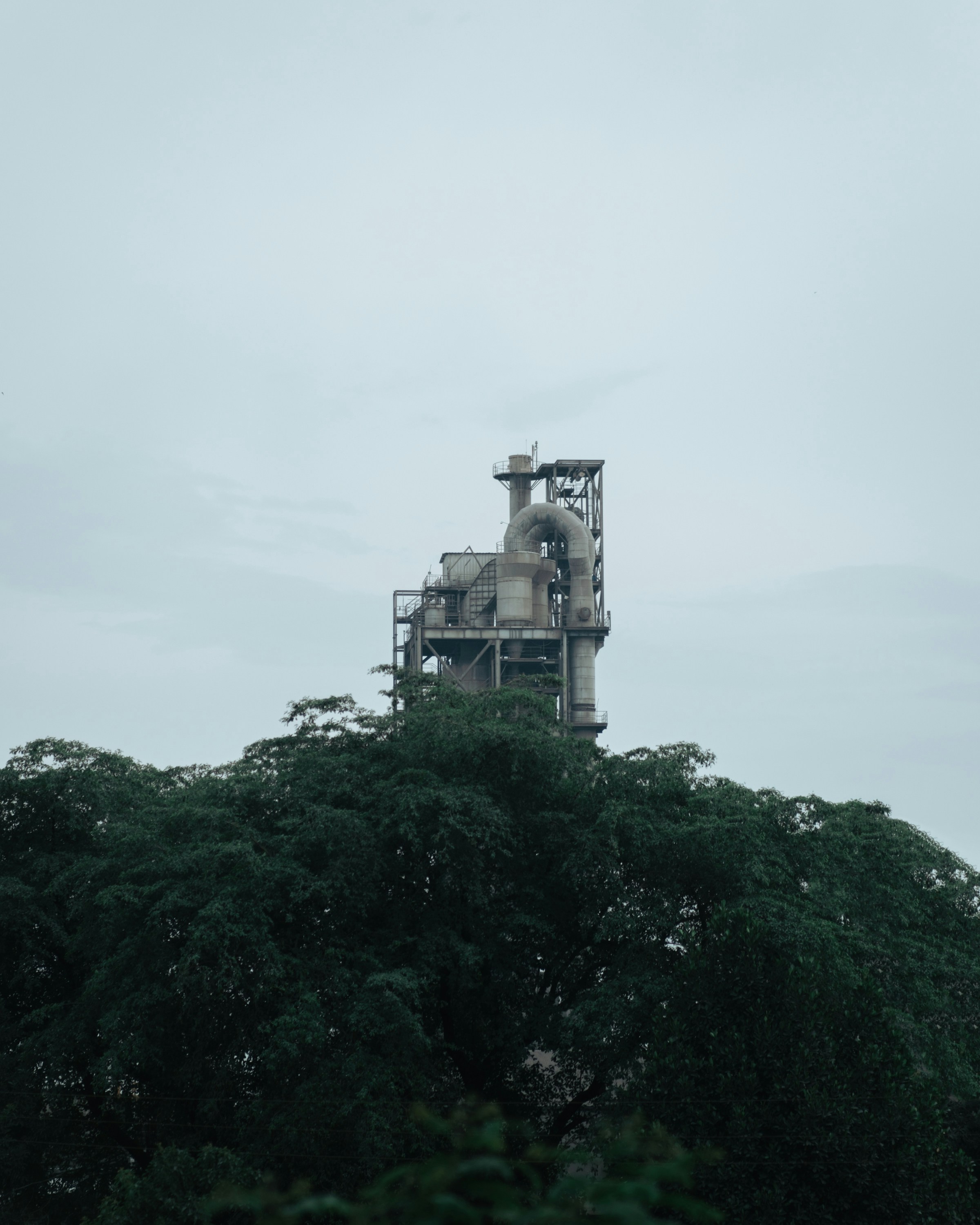 A tree with a tower on top of it