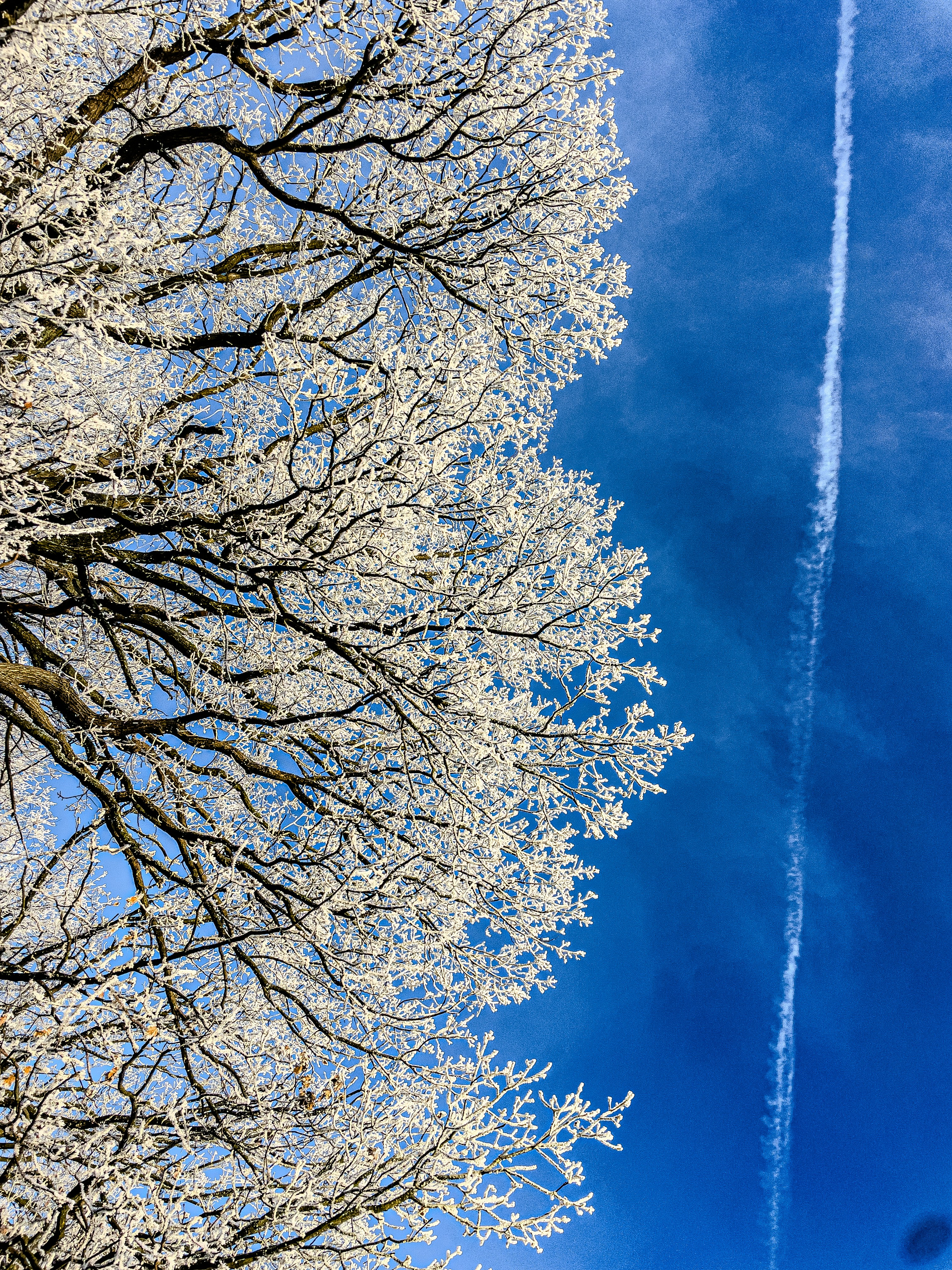A plane is flying in the sky behind a tree