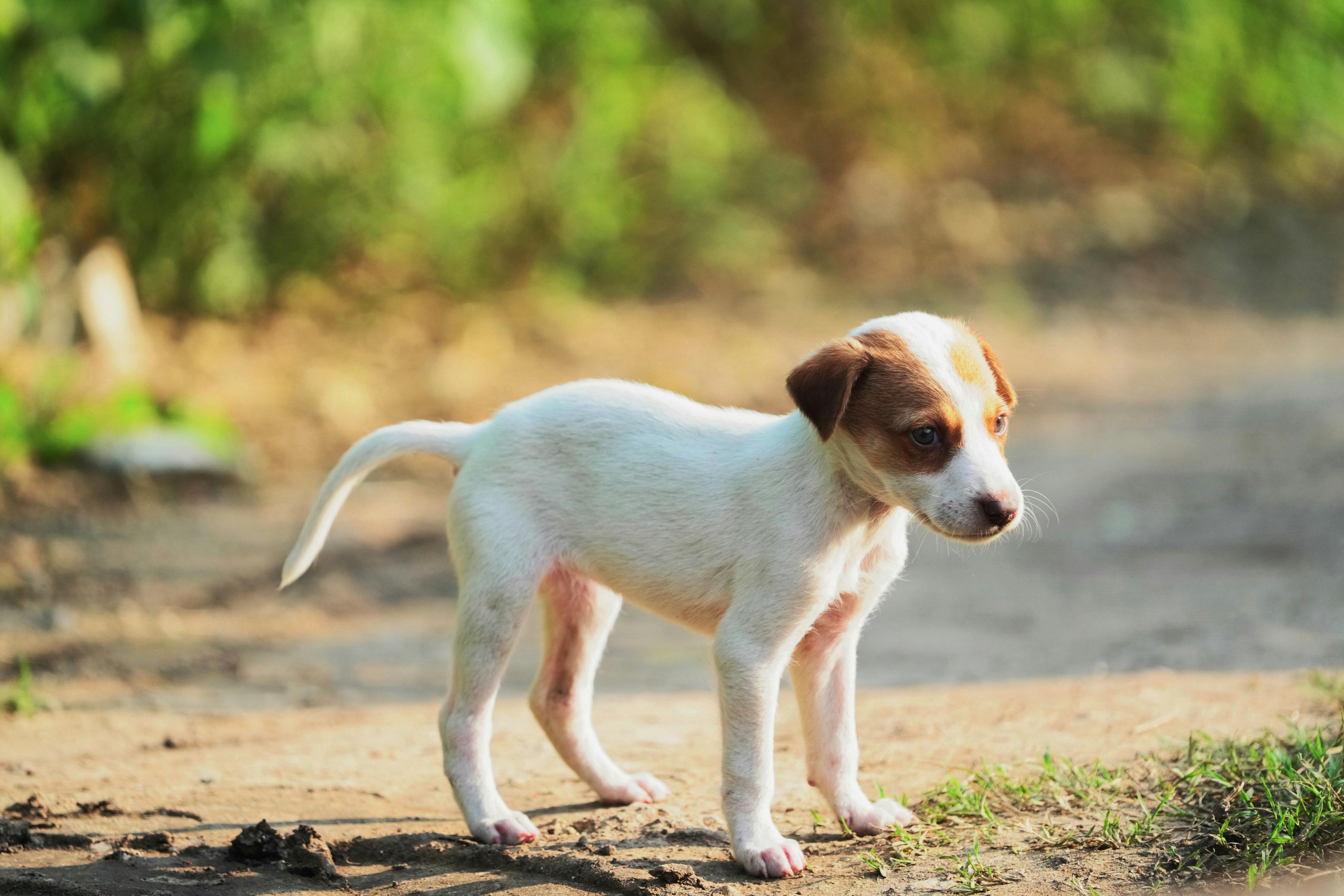 A small white and brown puppy standing on a dirt road