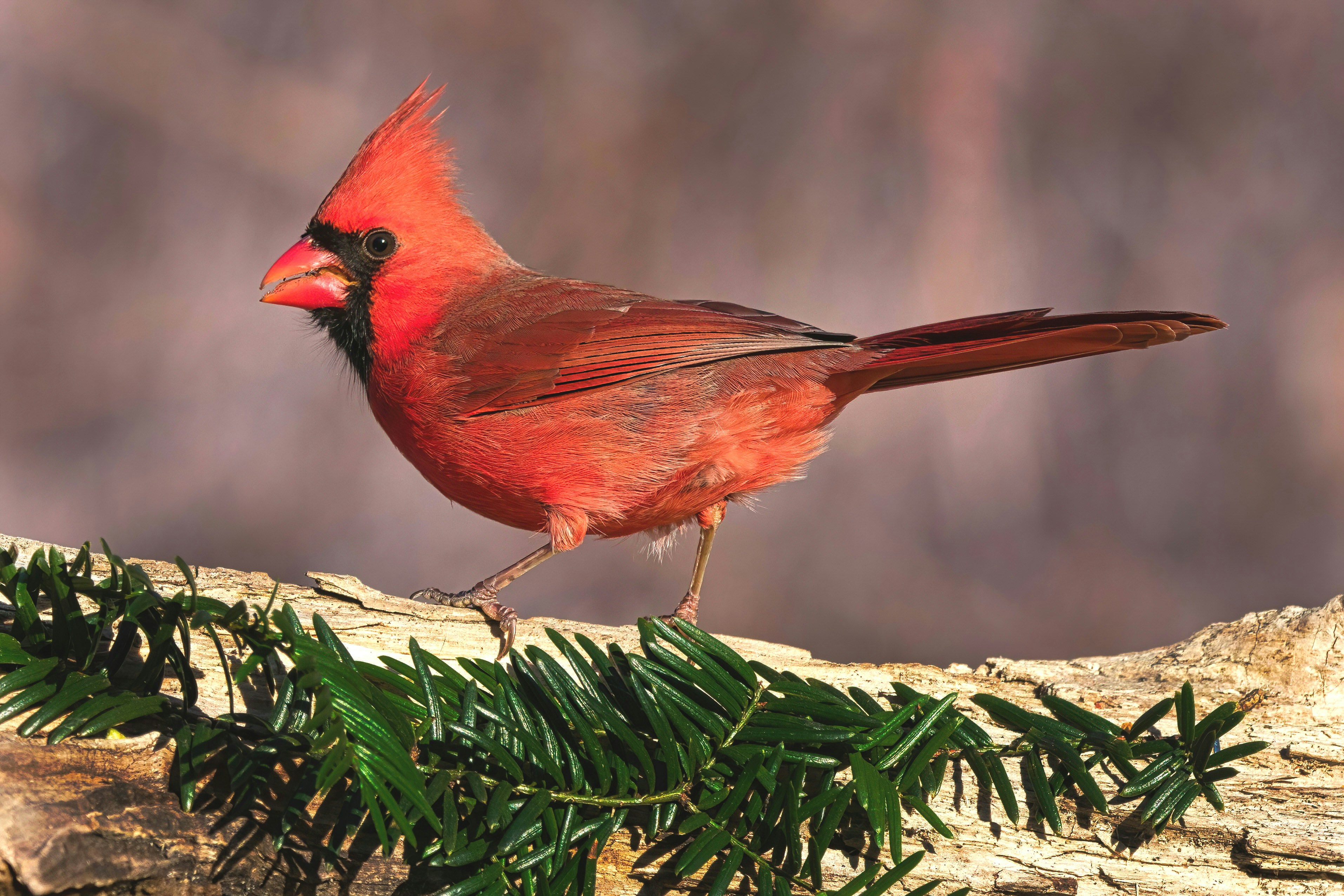 A red bird sitting on top of a tree branch