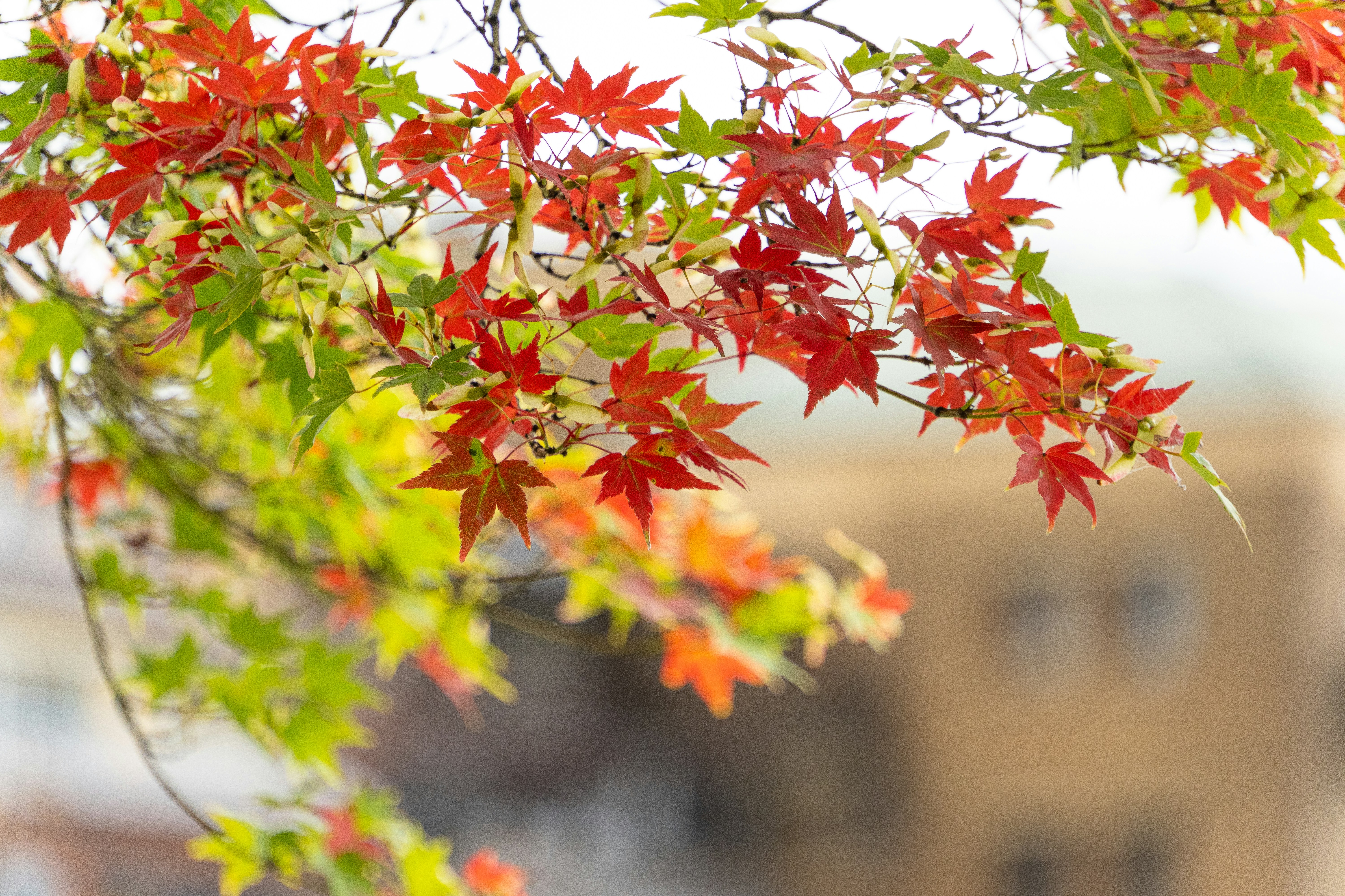A close up of a tree with red and green leaves photo – Free Japan Image ...