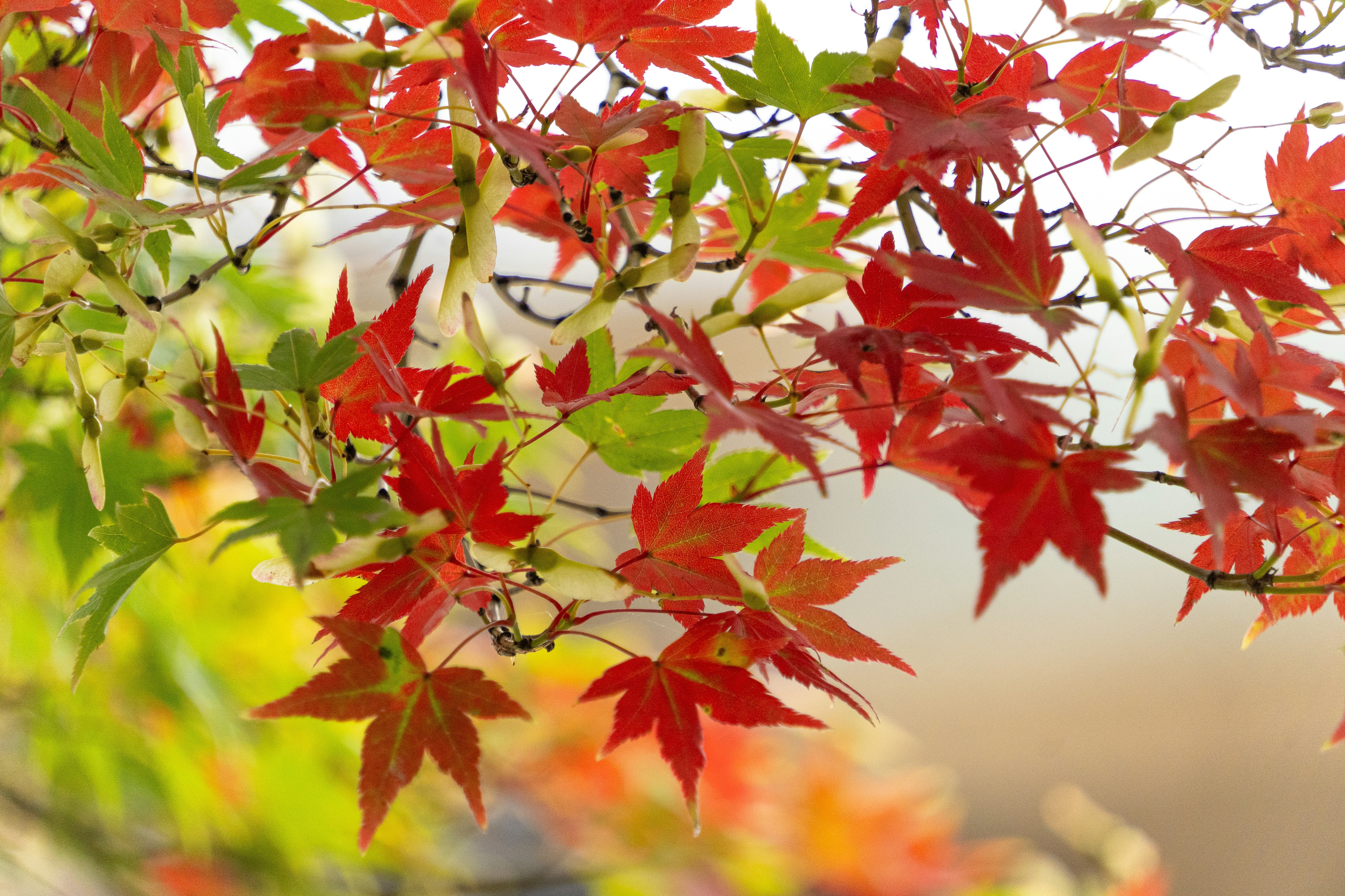 Photo by whereiskylenow