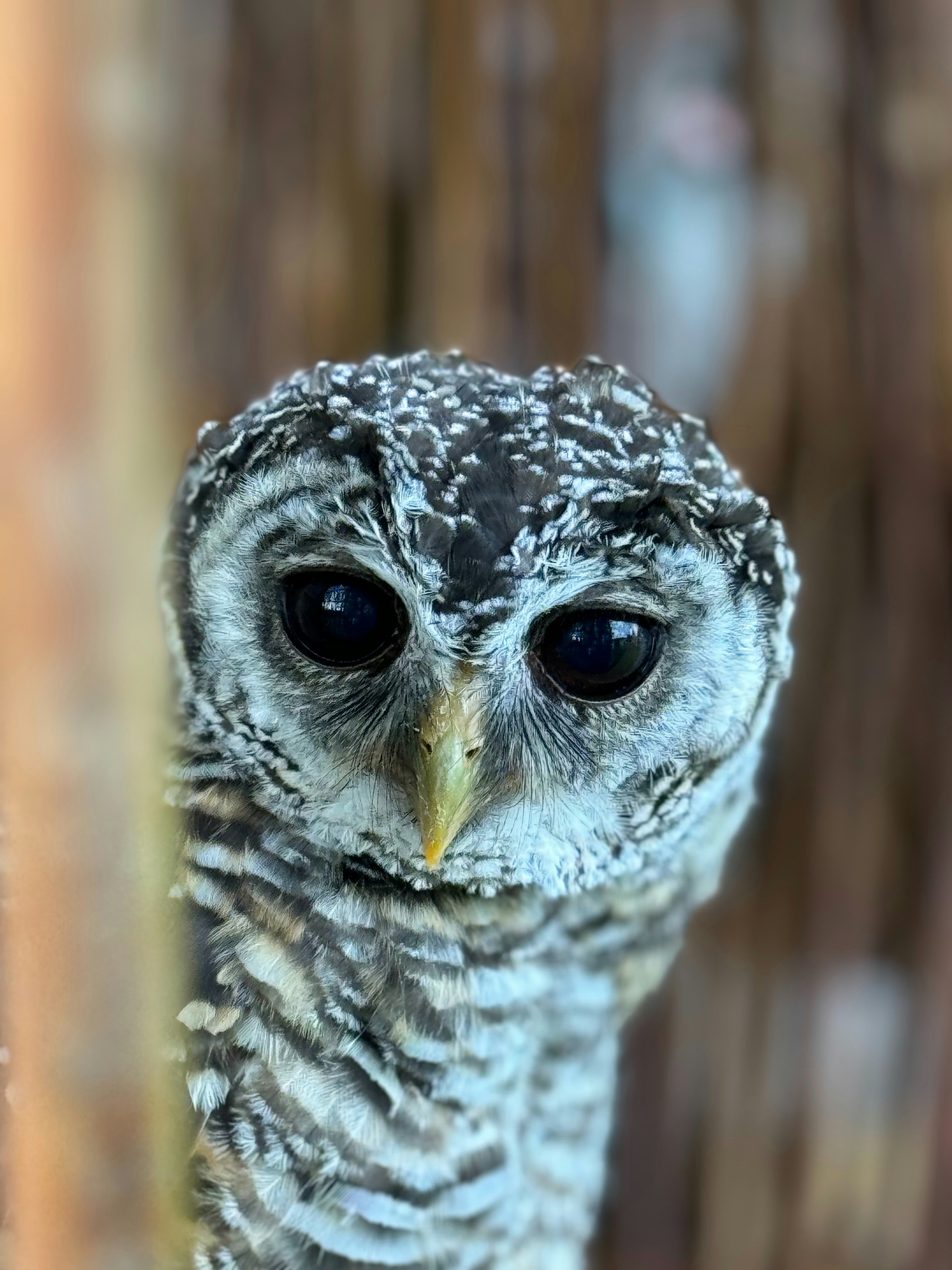 Photo by daniel_laff