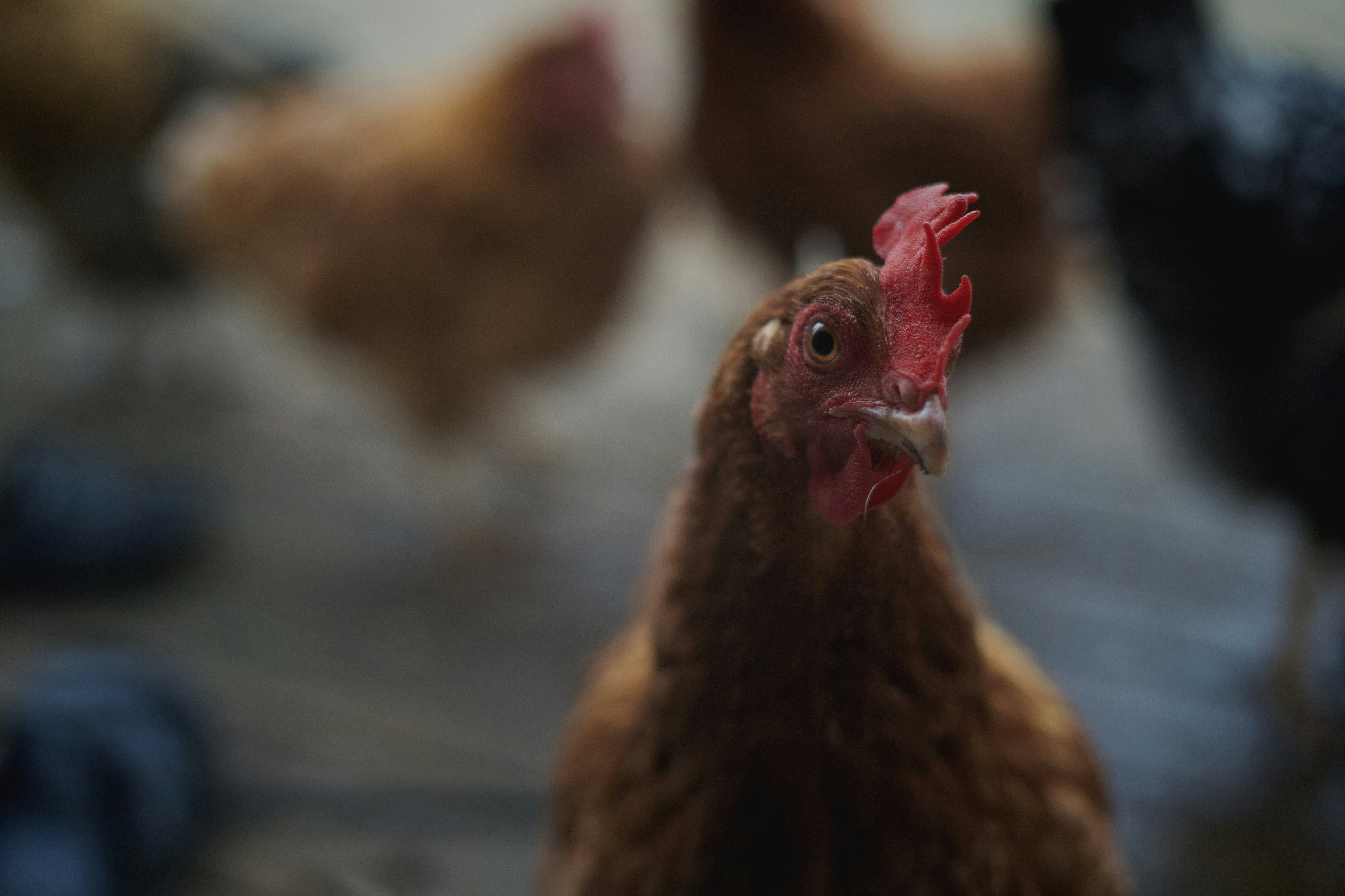 A close up of a group of chickens