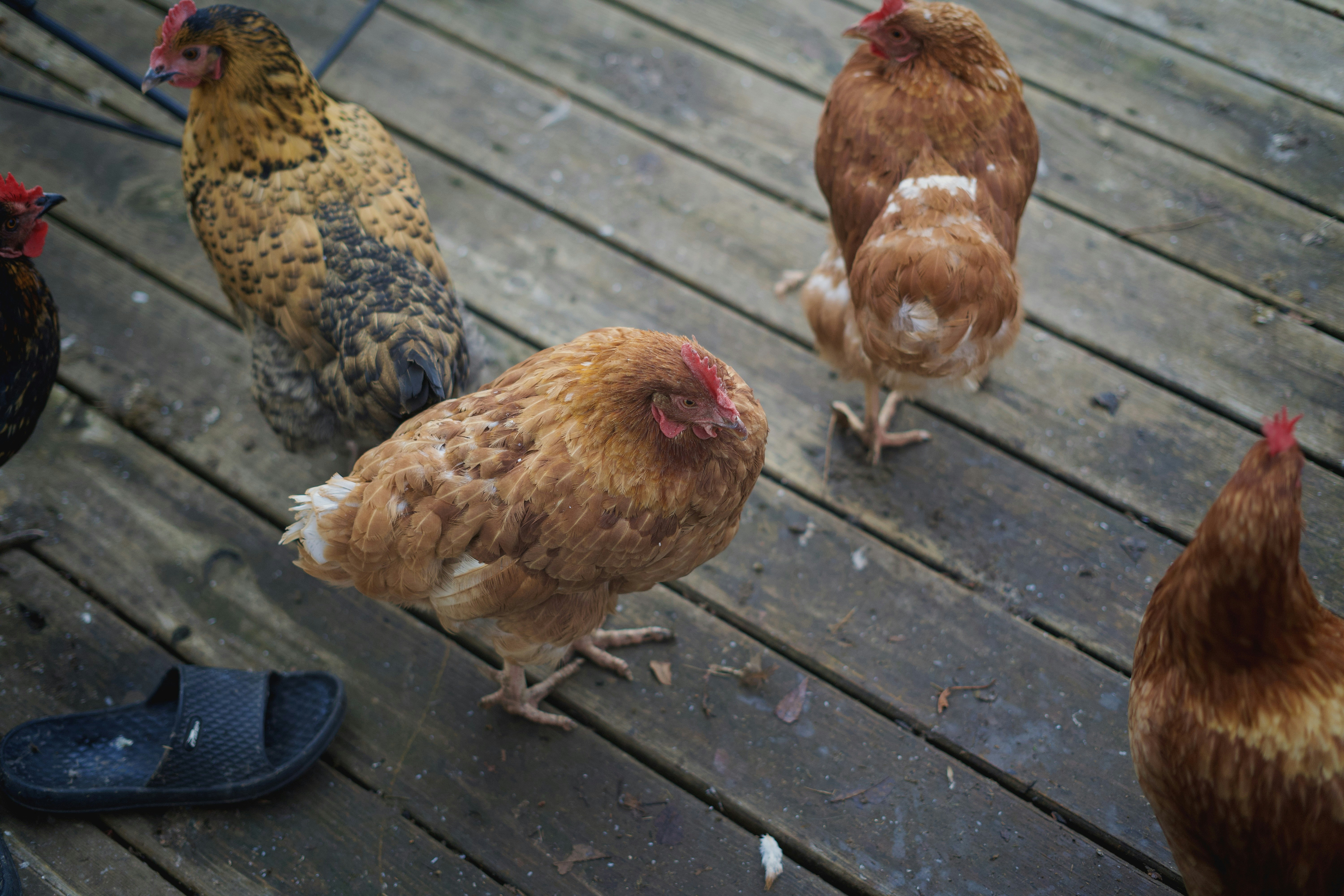 A group of chickens standing on top of a wooden deck