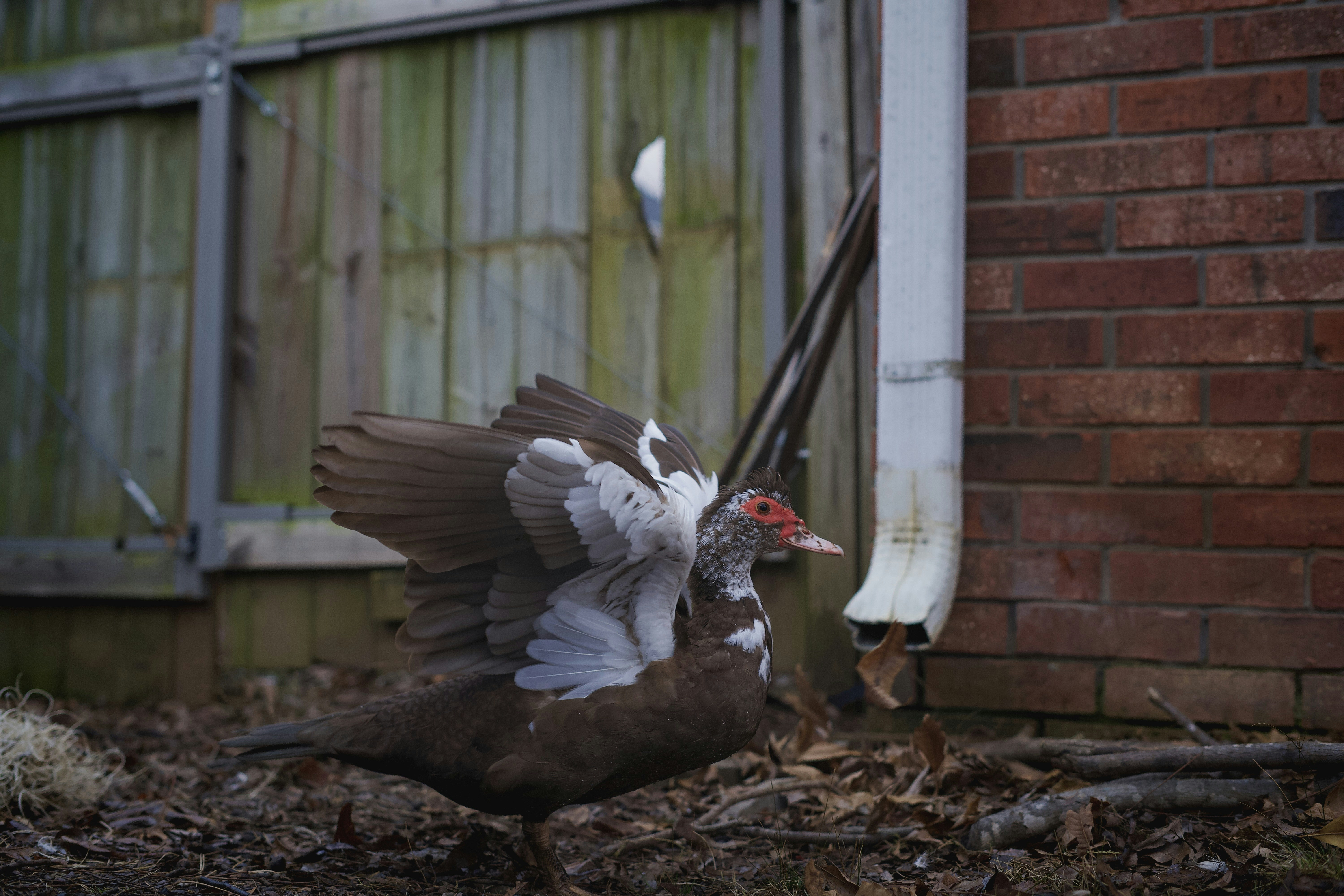 A couple of birds that are standing in the dirt