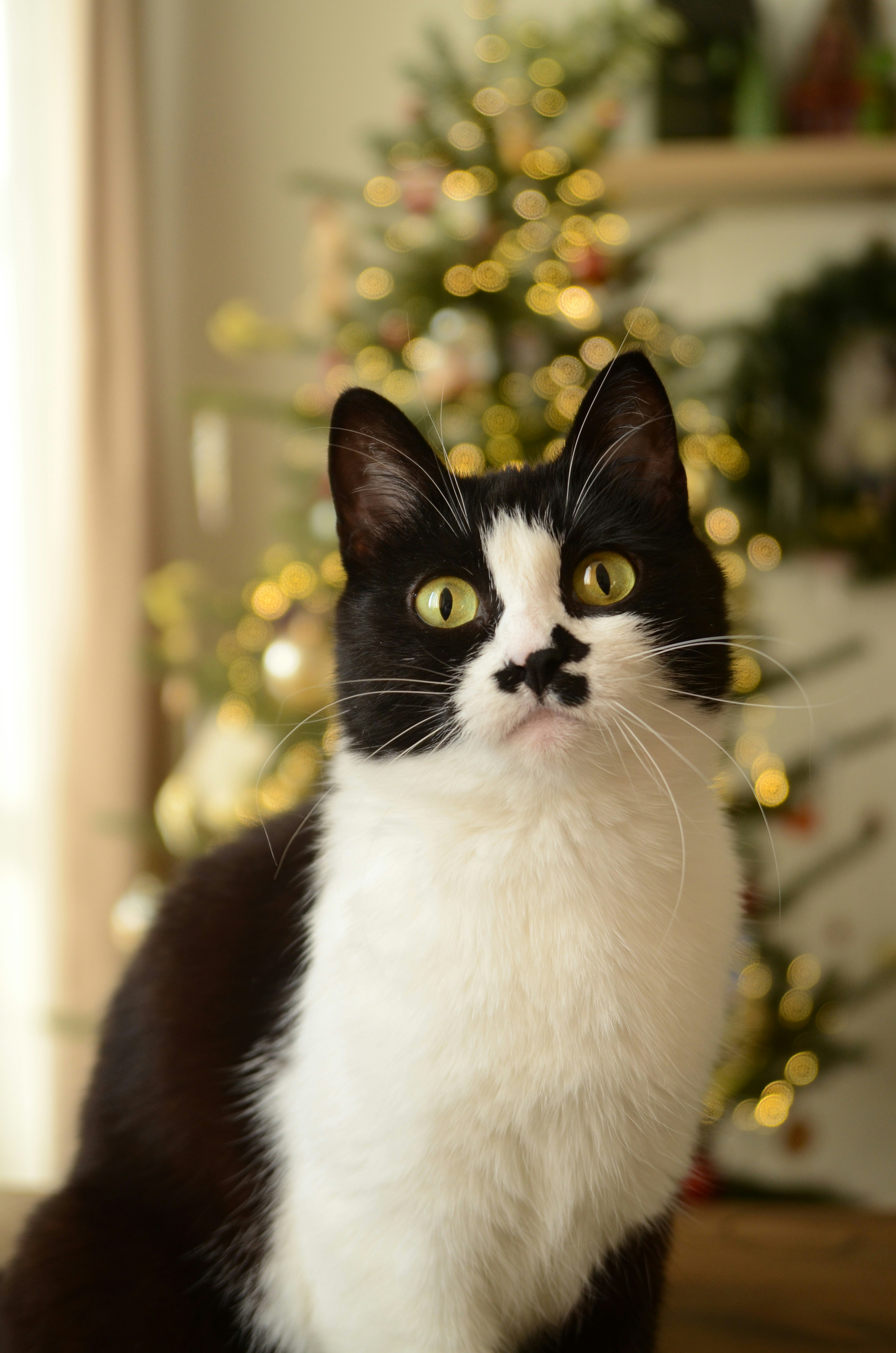 A black and white cat sitting in front of a christmas tree
