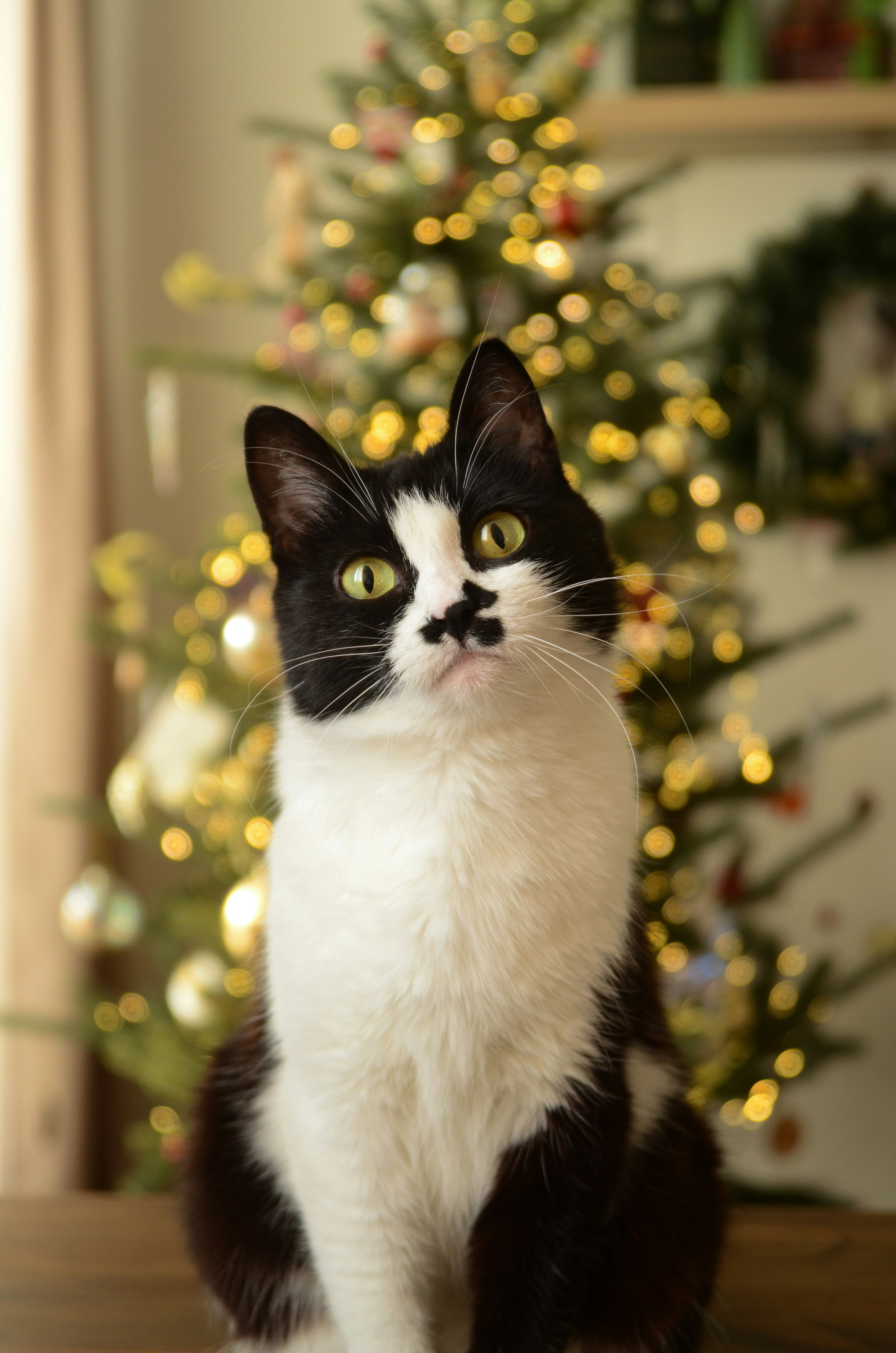 A black and white cat sitting in front of a christmas tree
