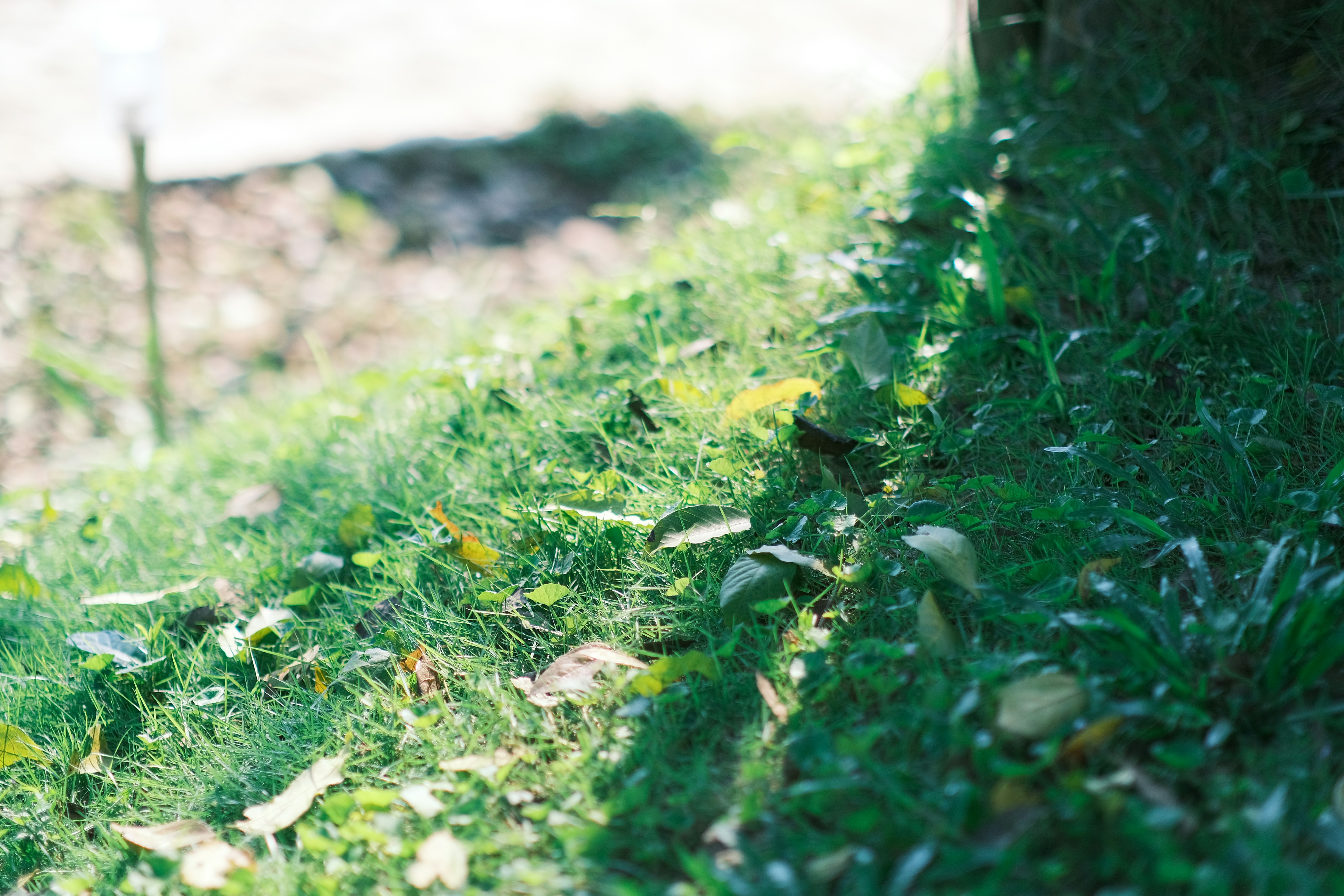 Photo by tutrananh109