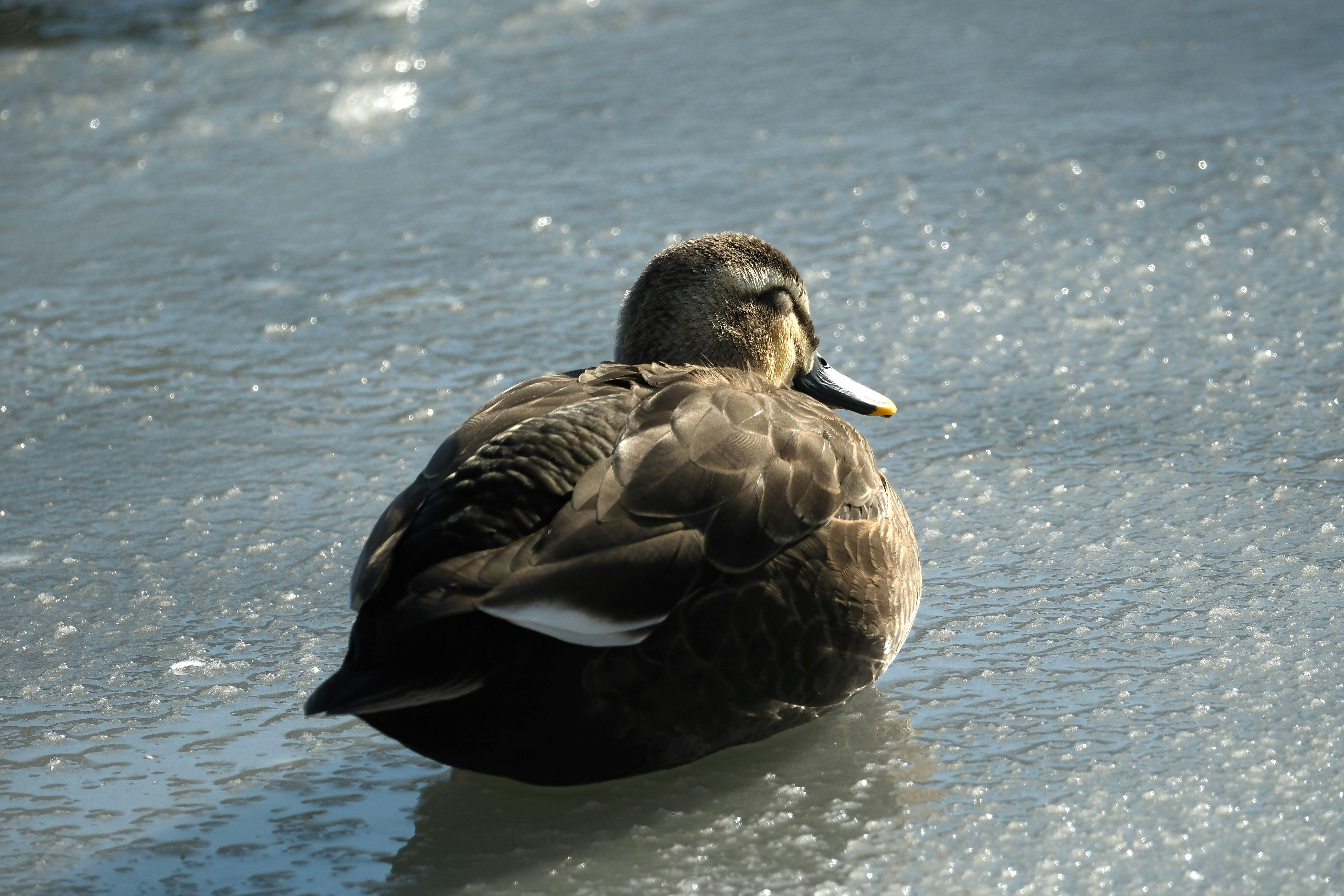 Photo by seiya_maeda