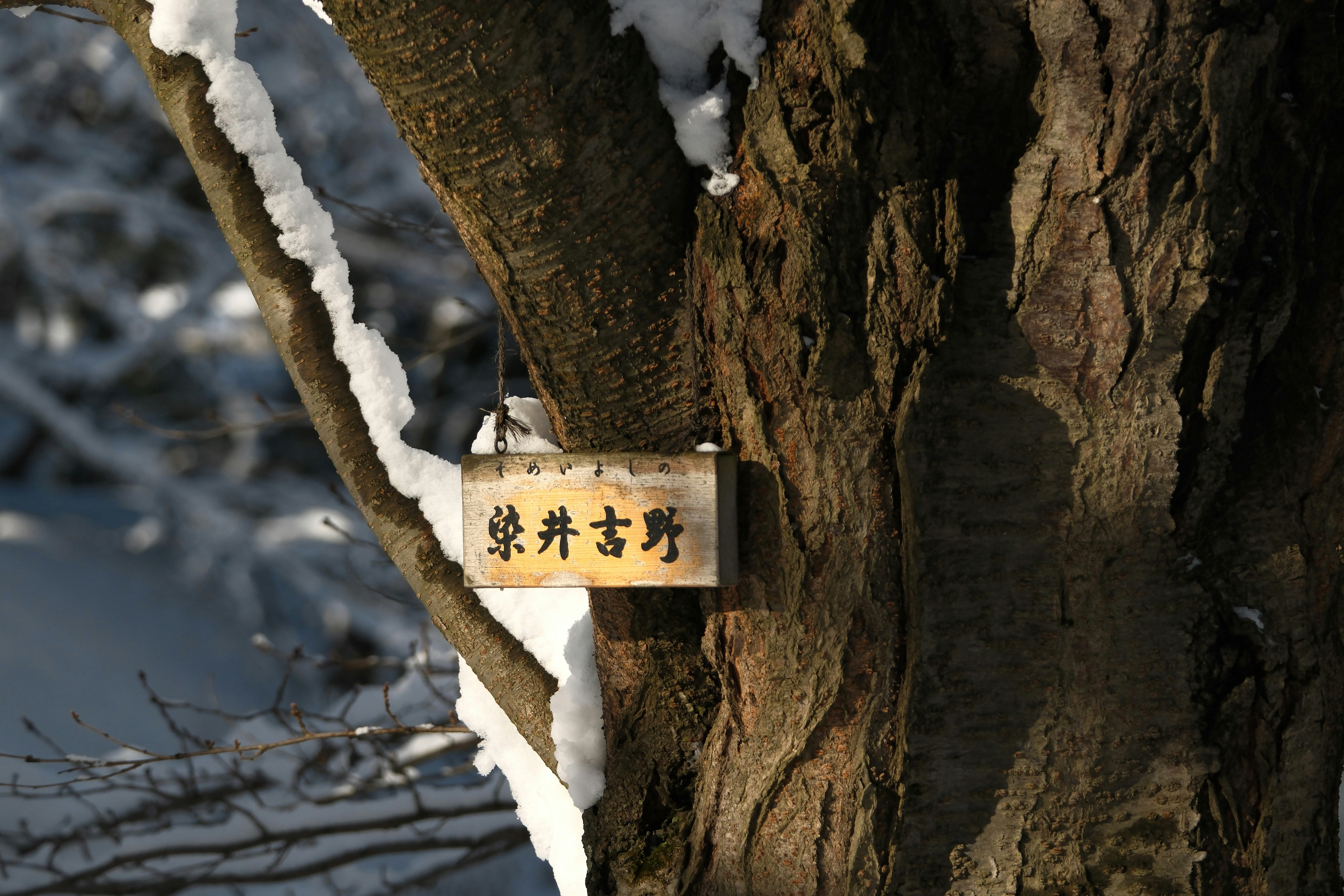 雪の中の樹木の看板