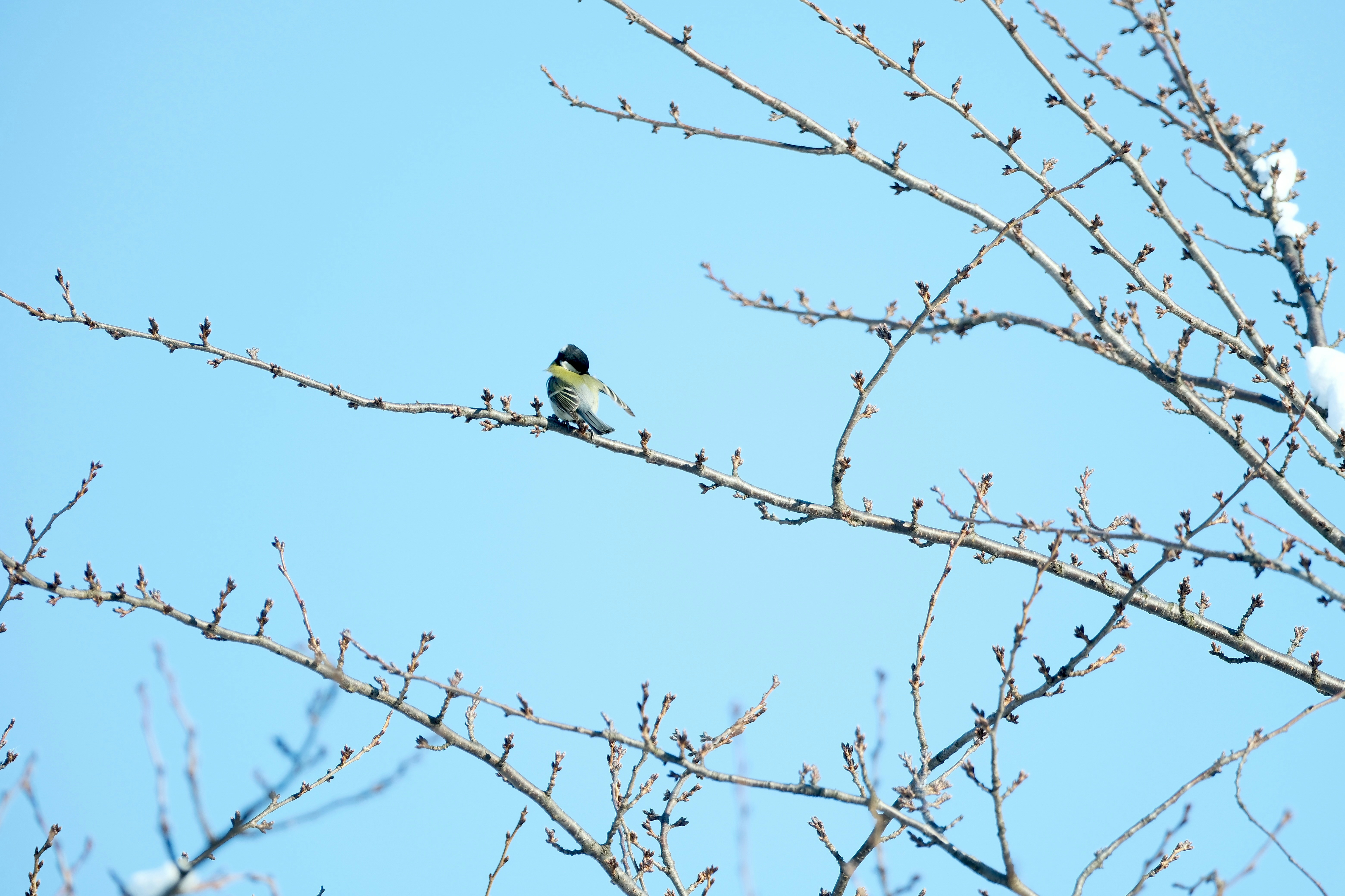 Photo by seiya_maeda