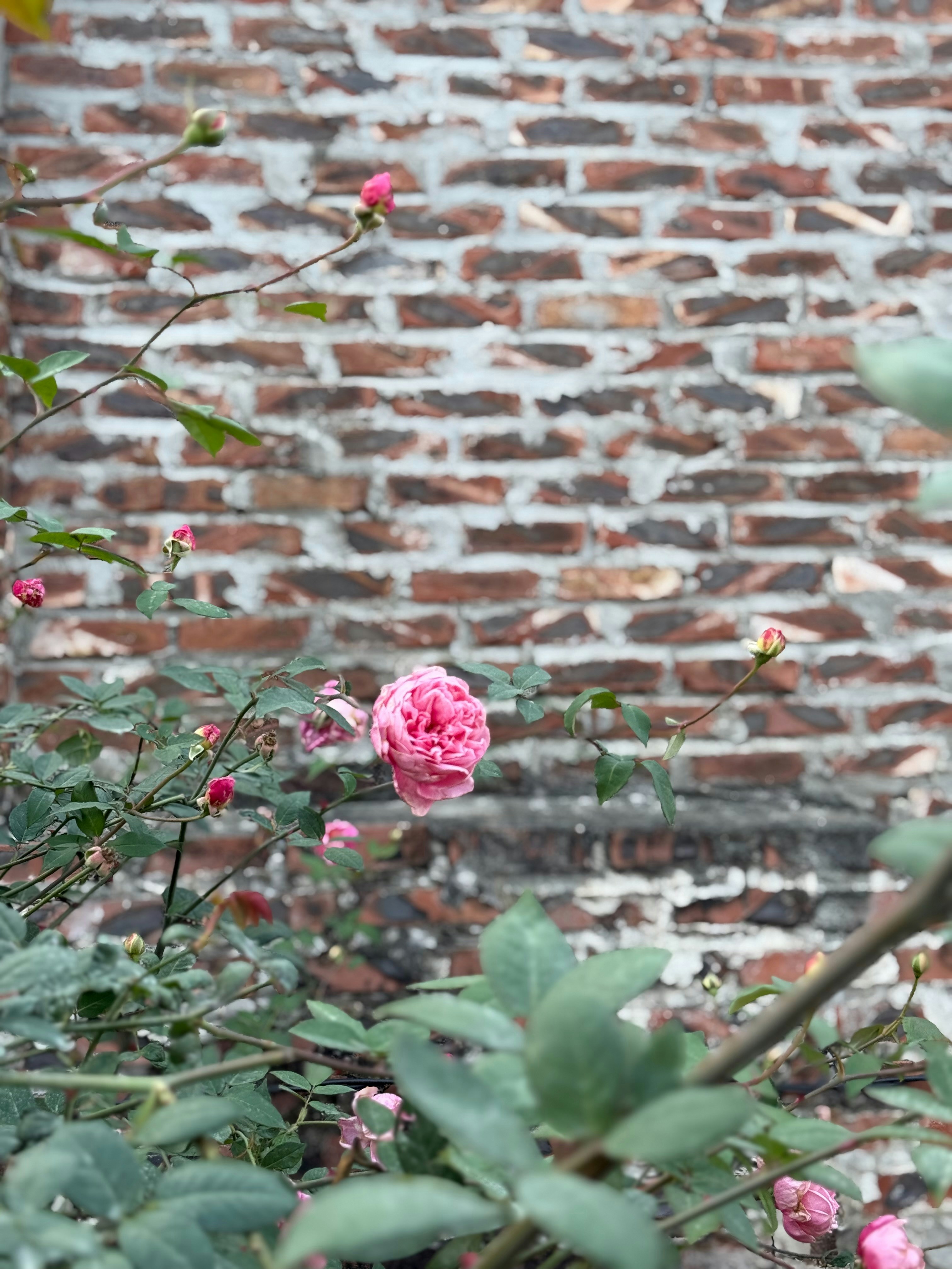 Photo by hongrosepixel