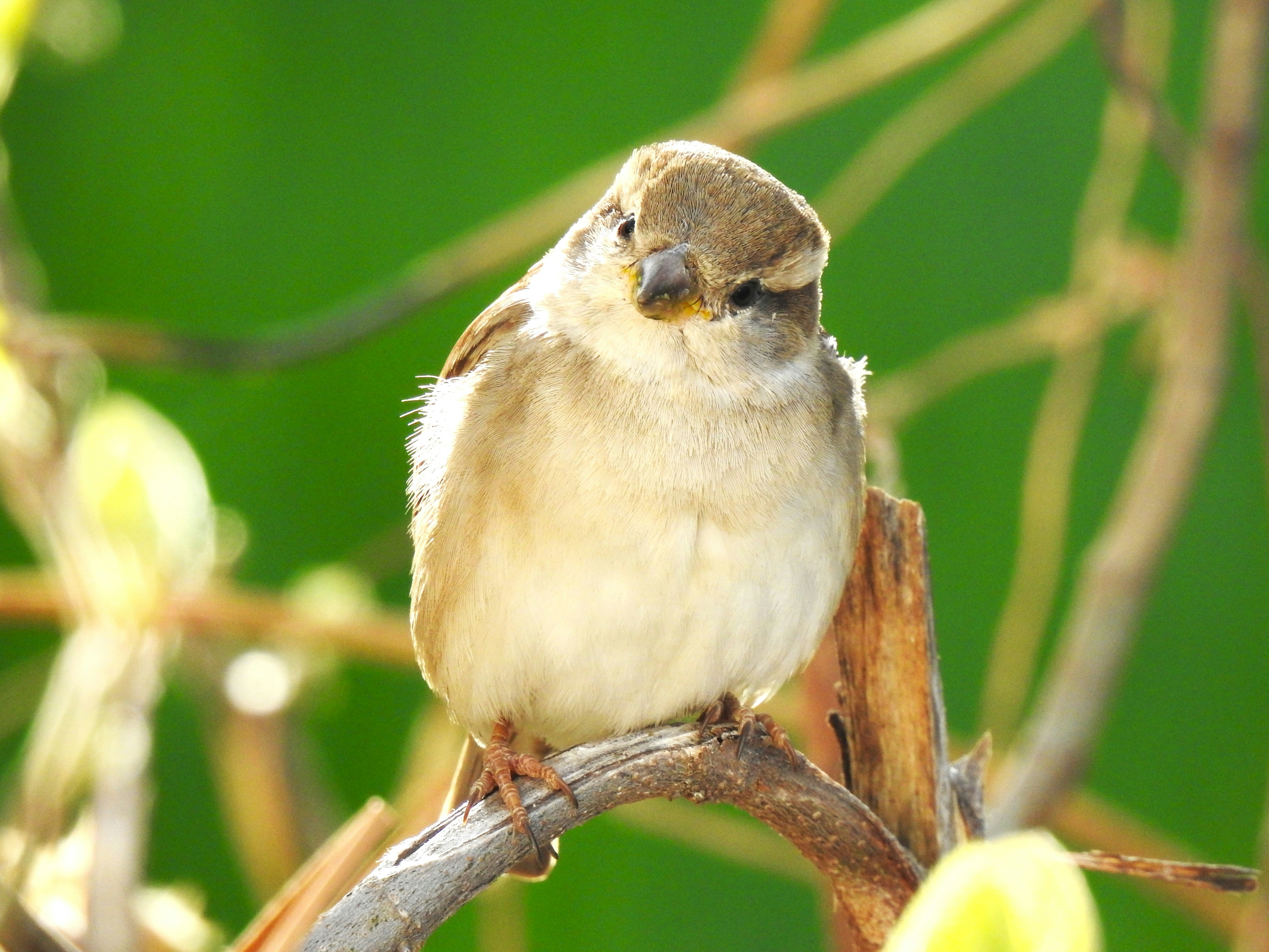 Photo by aditipanatu95