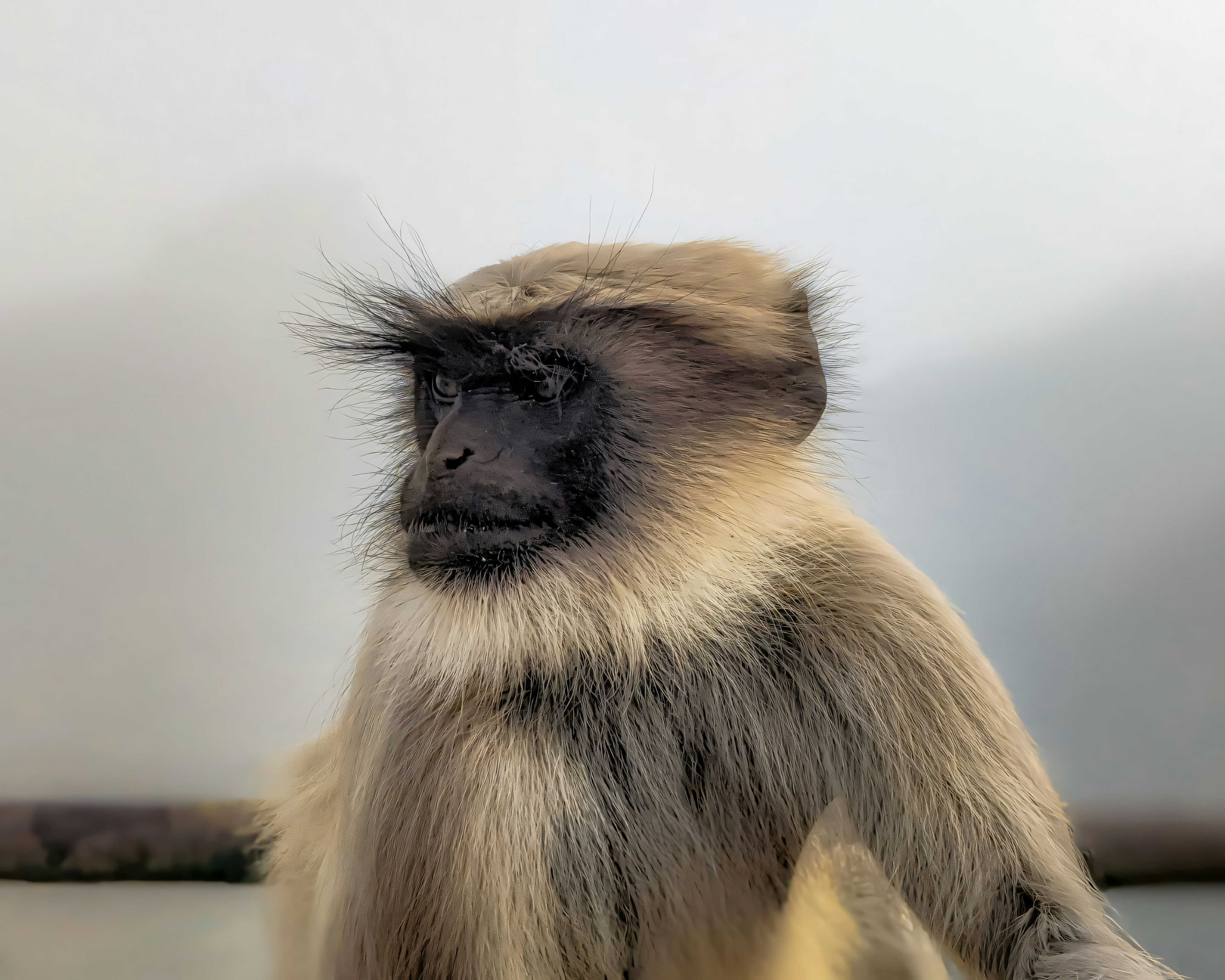 A monkey sitting on a table with a blurry background