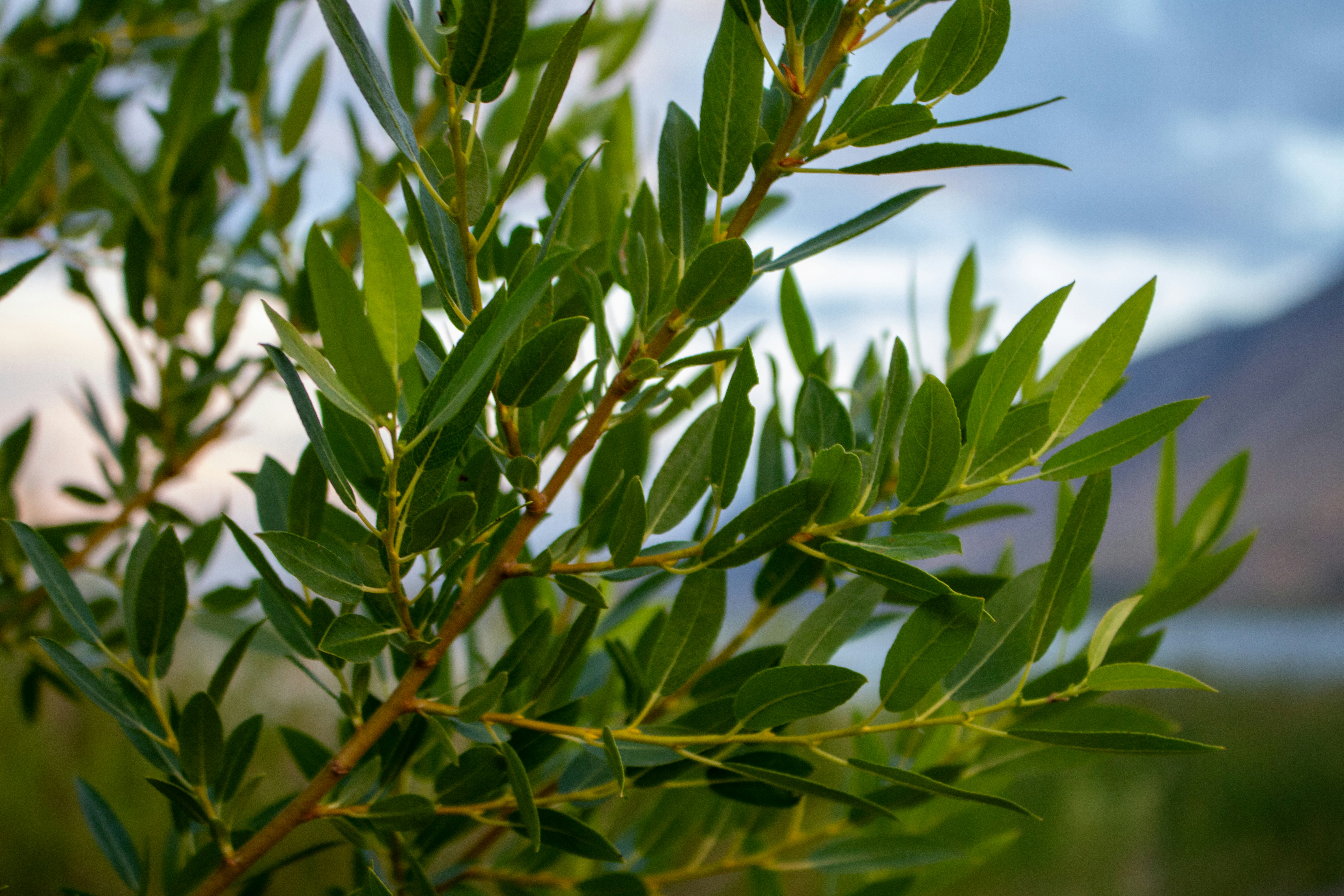 Cultivating Resilience: The Power of Resistant Plants for Every Garden