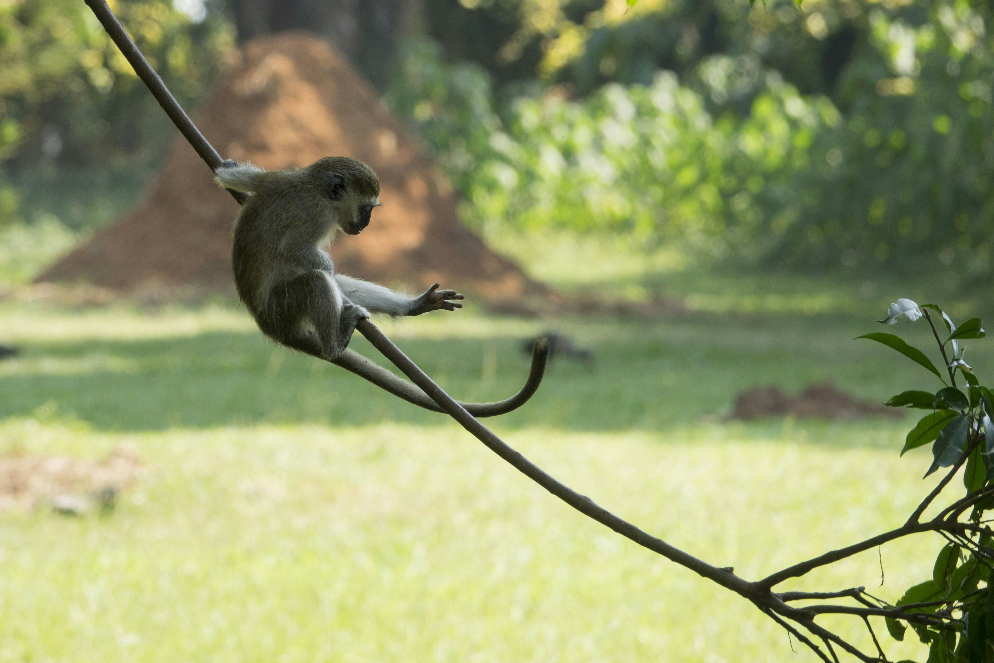 Entebbe – Nightlife & Evening Culture