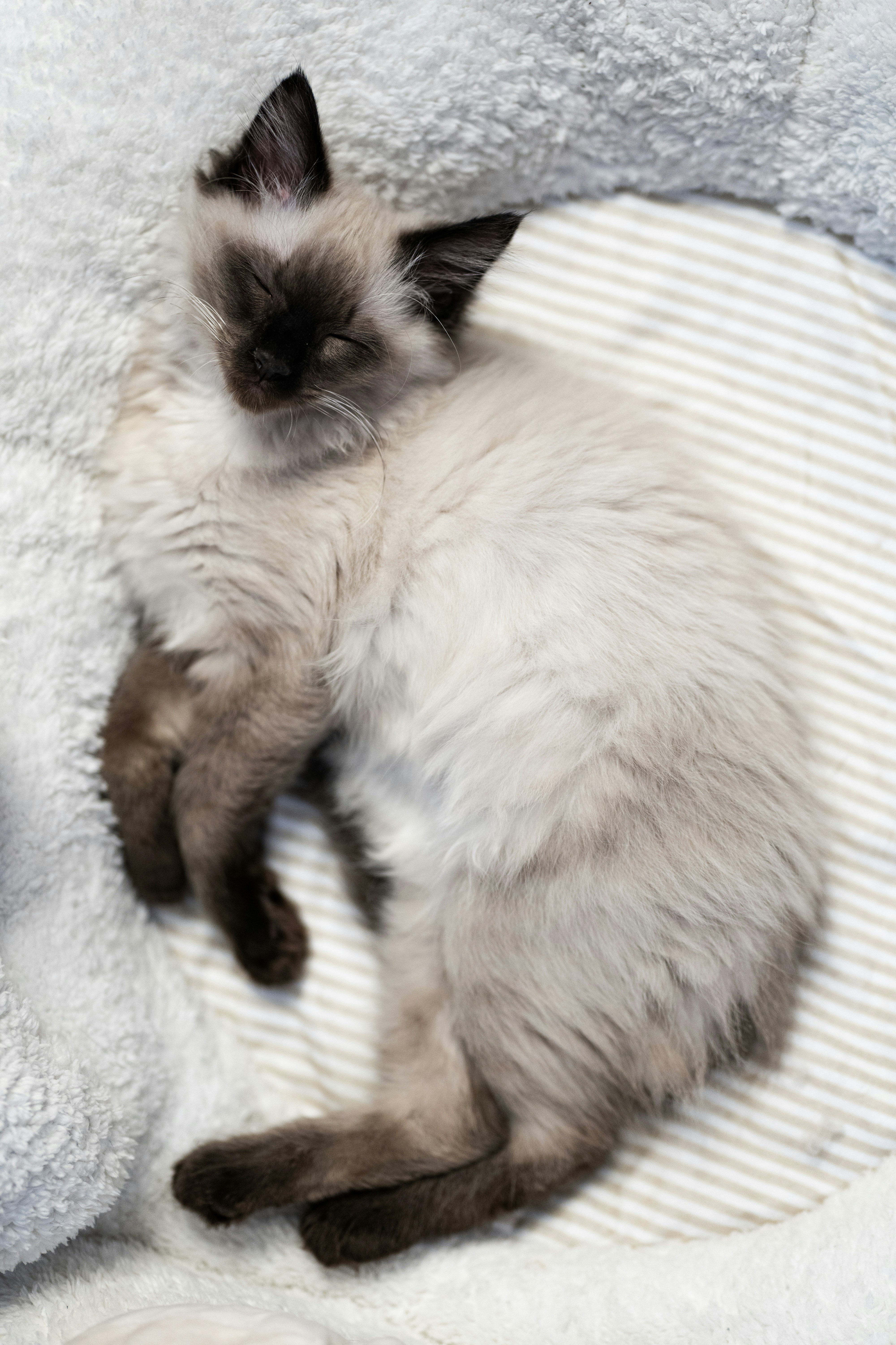 A cat laying on top of a stuffed animal