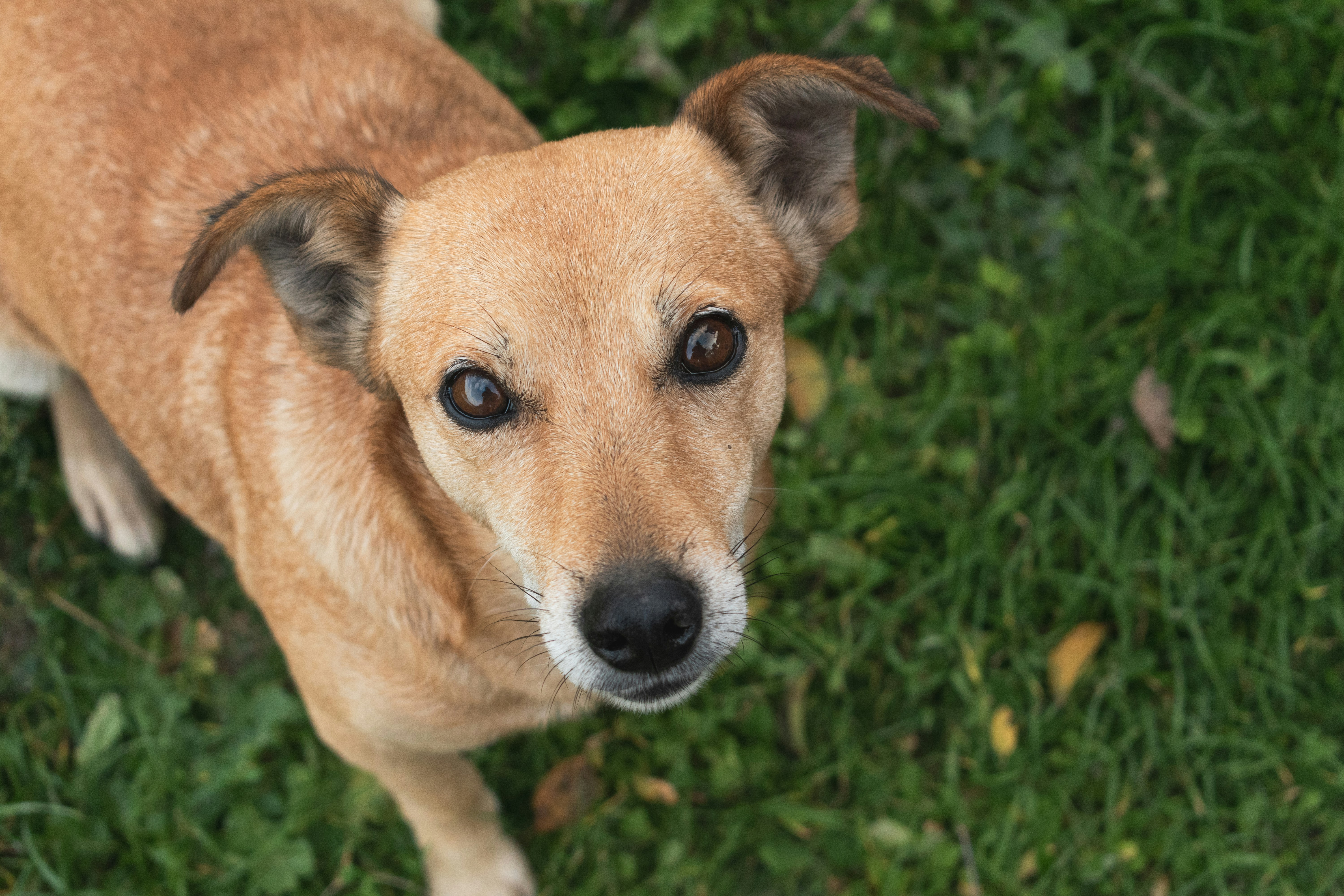 She Brought Home a Rescue Dog. The Dog Brought Home a Solved Robbery Case.