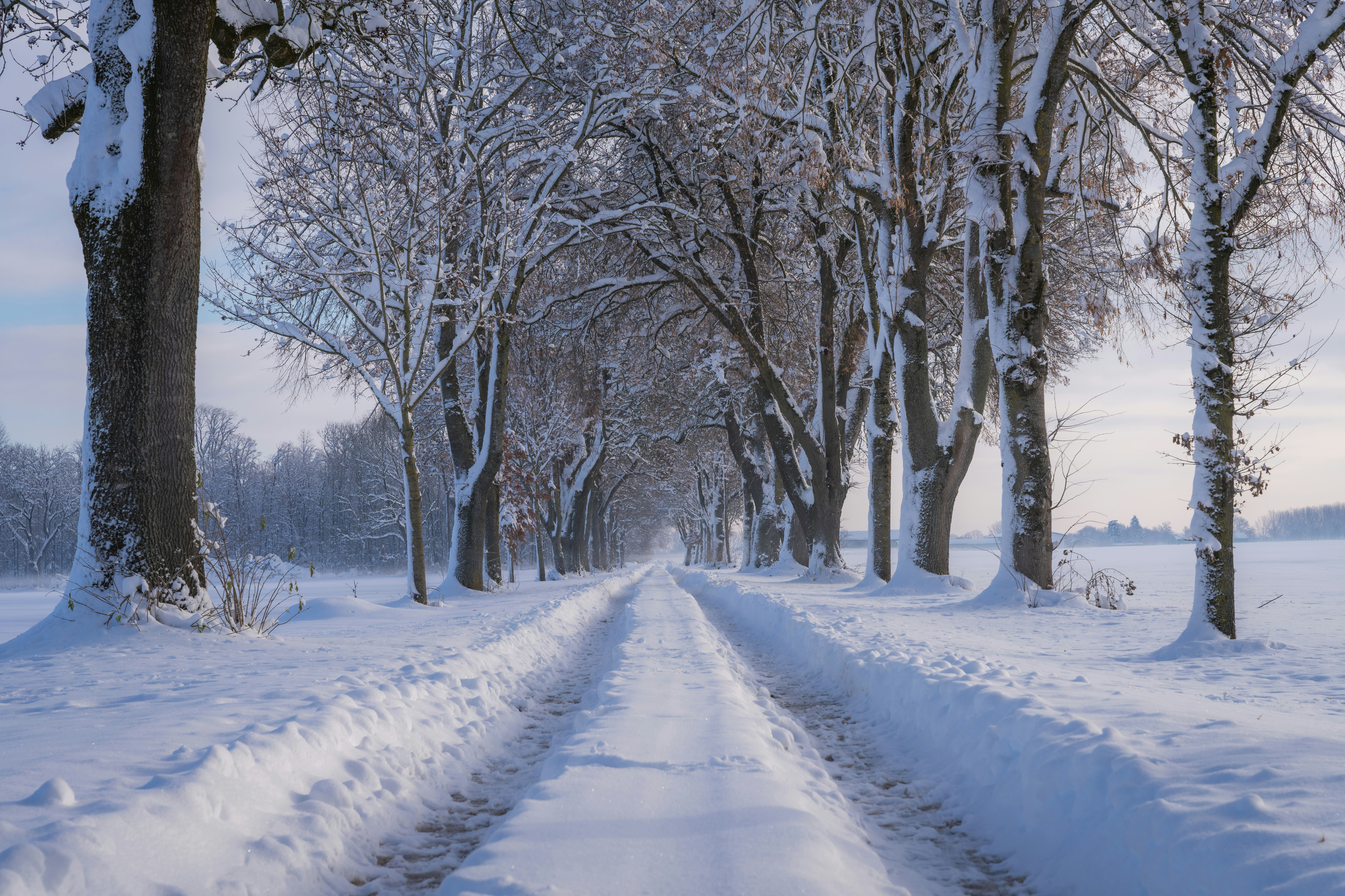 Eine schneebedeckte Straße, umgeben von Bäumen und Schnee