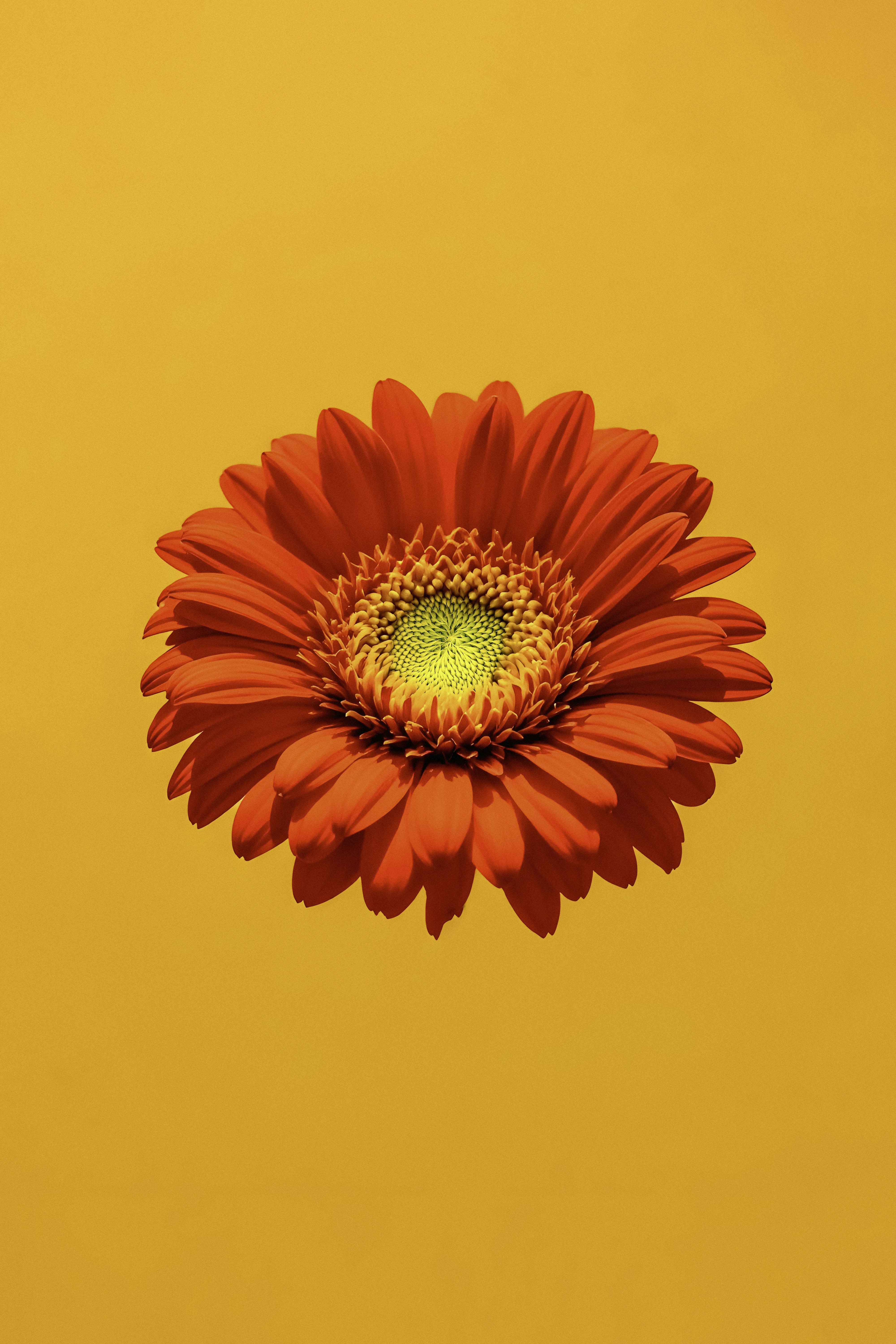 A red flower with a green center on a yellow background