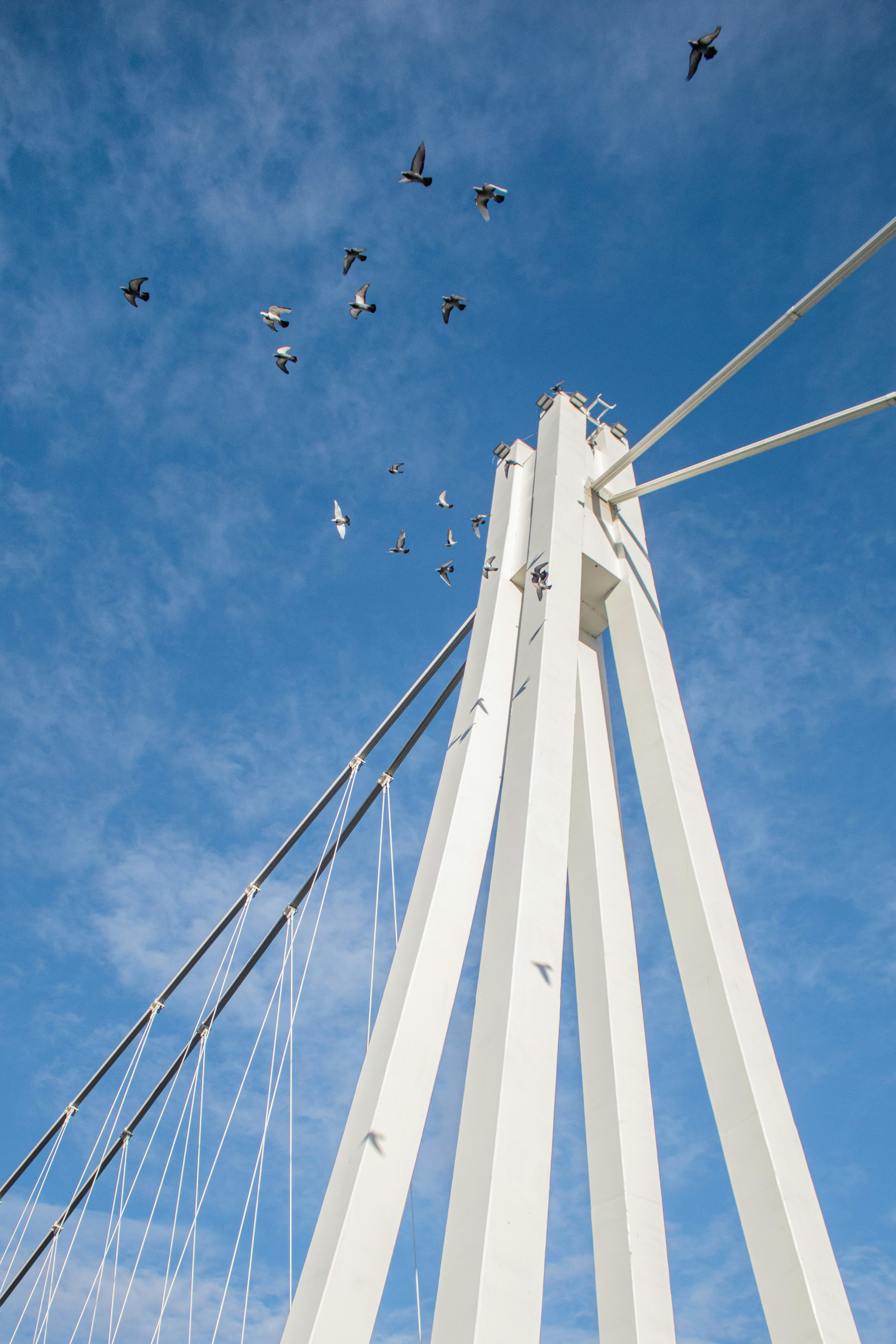 Birds are flying over the top of a bridge