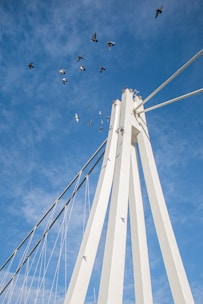 Birds are flying over the top of a bridge