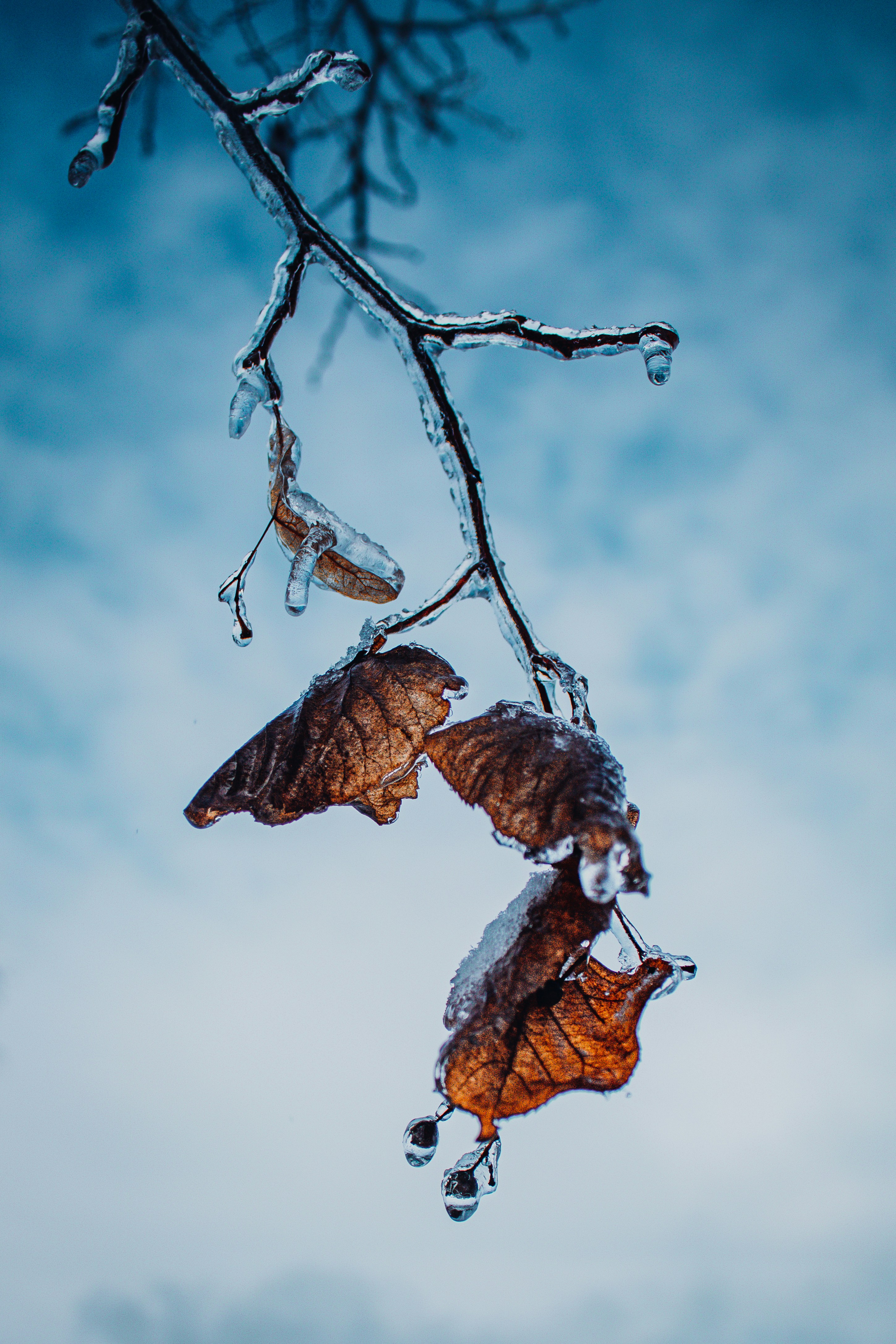 Two leaves are hanging from a tree branch