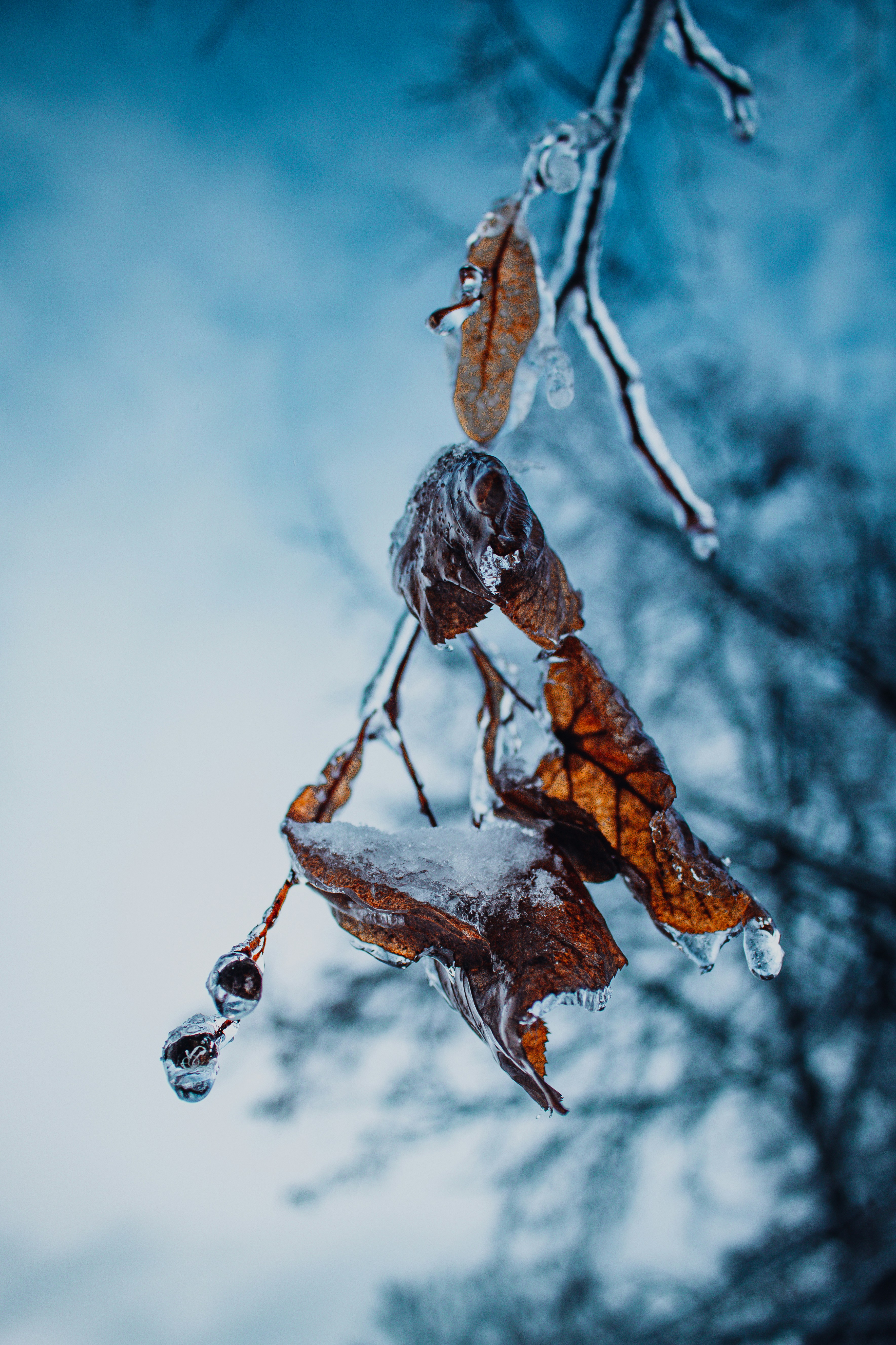 A tree branch with ice hanging from it