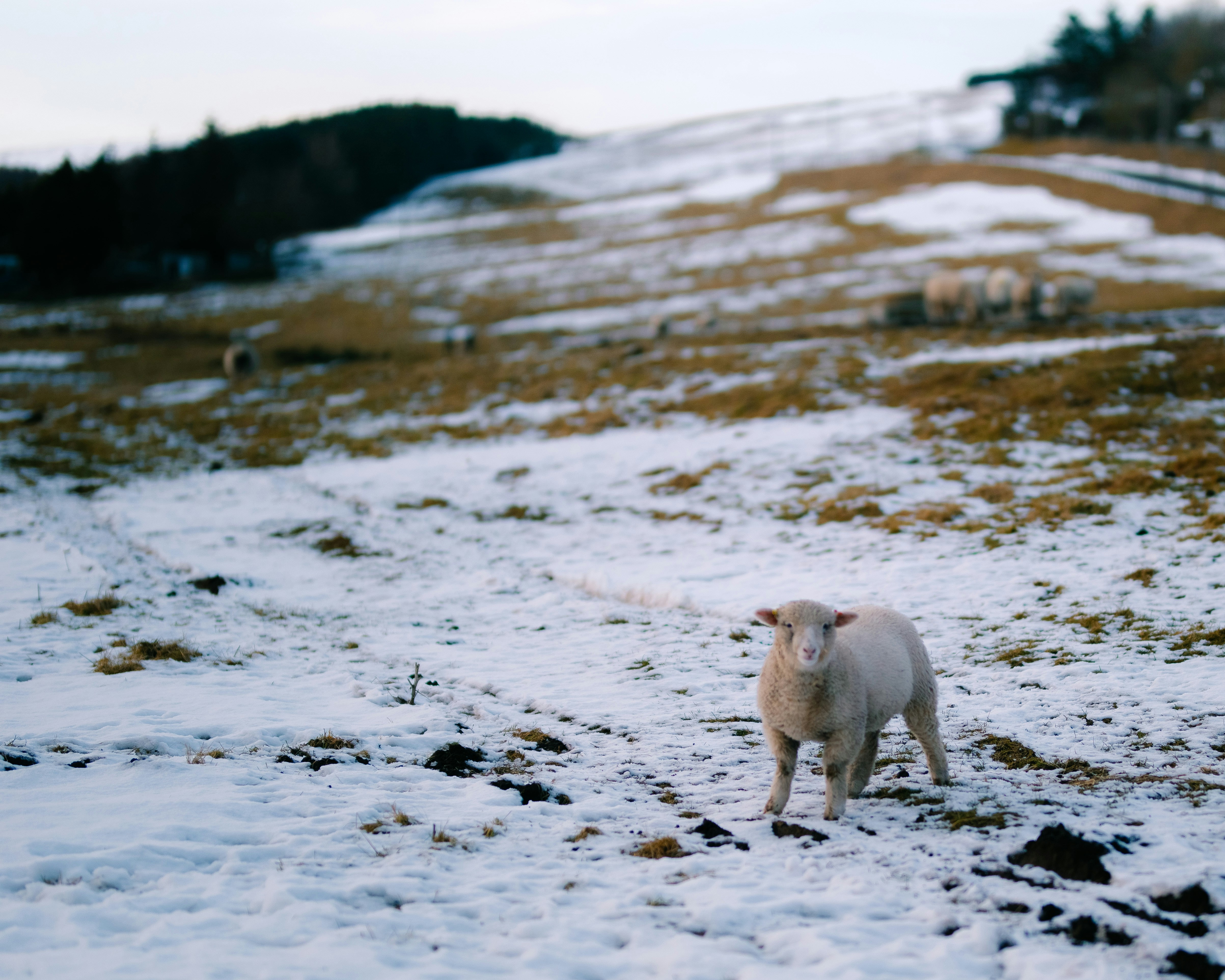 A white dog standing on top of a snow covered field