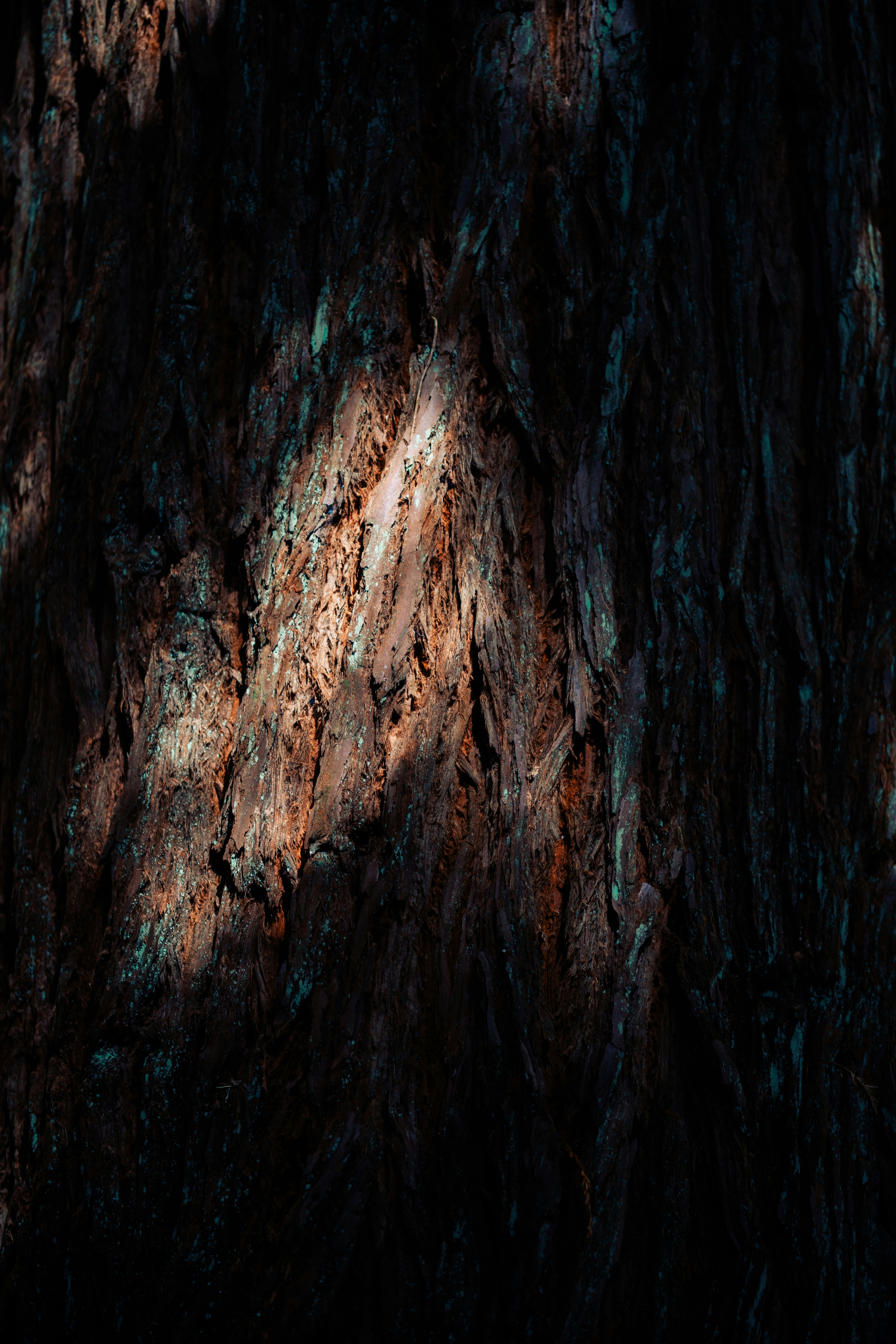 Eine Nahaufnahme der Rinde eines Baumes