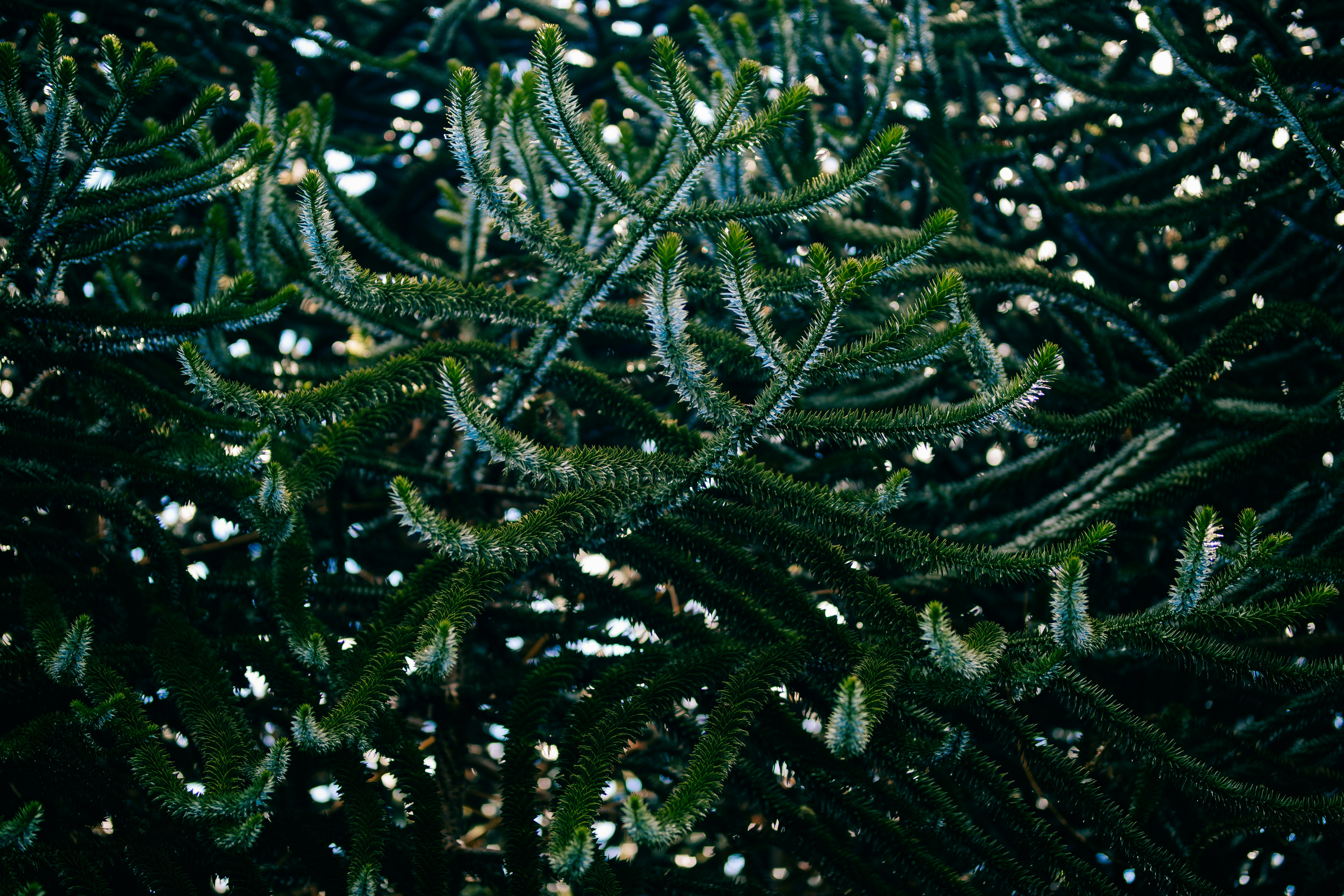 Nahaufnahme einer Kiefer mit Schnee darauf